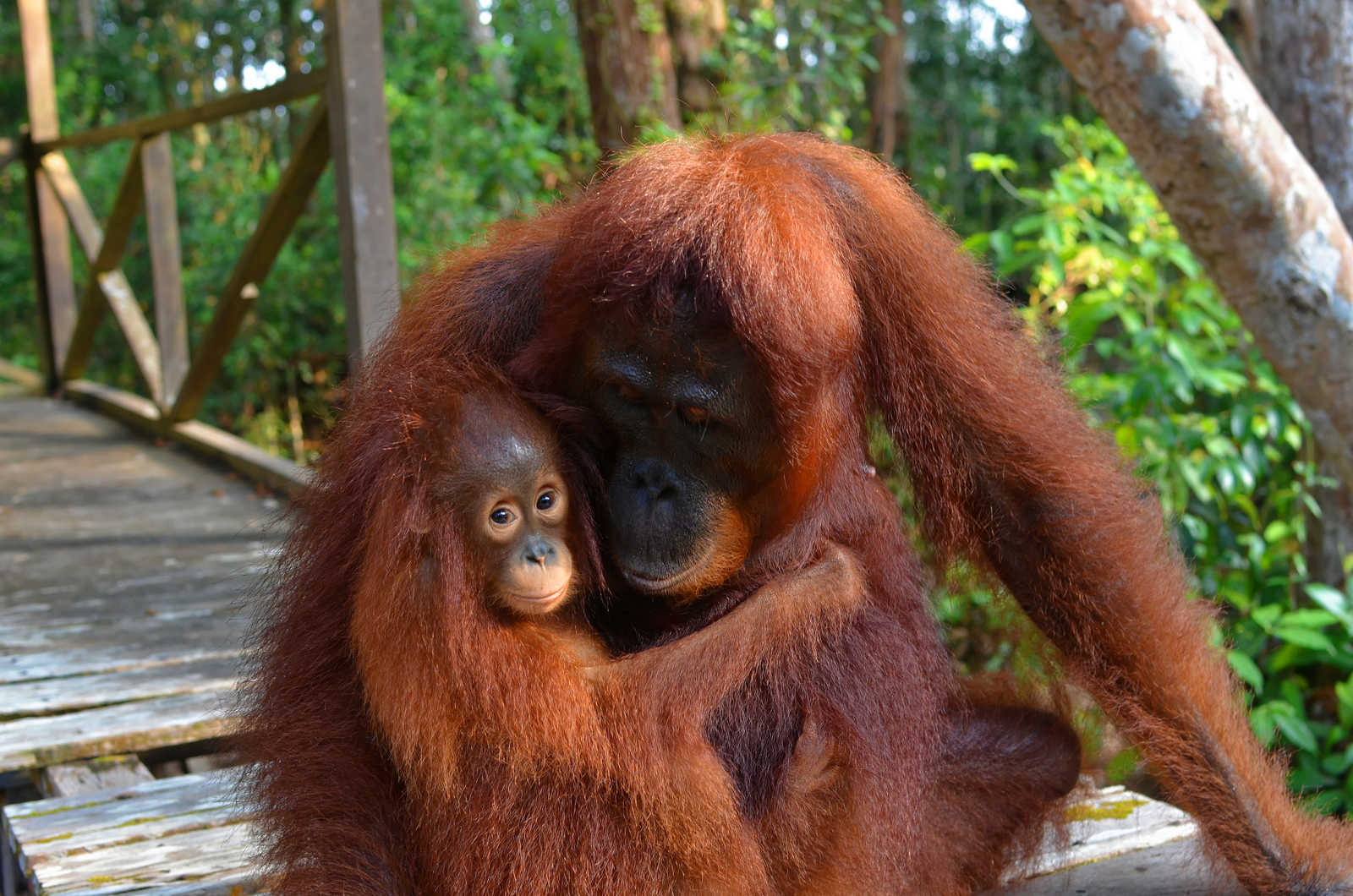 Maman et Fils Orangs Outans, Tanjung Puting, Kalimantan, Bornéo, Indonésie © Greg