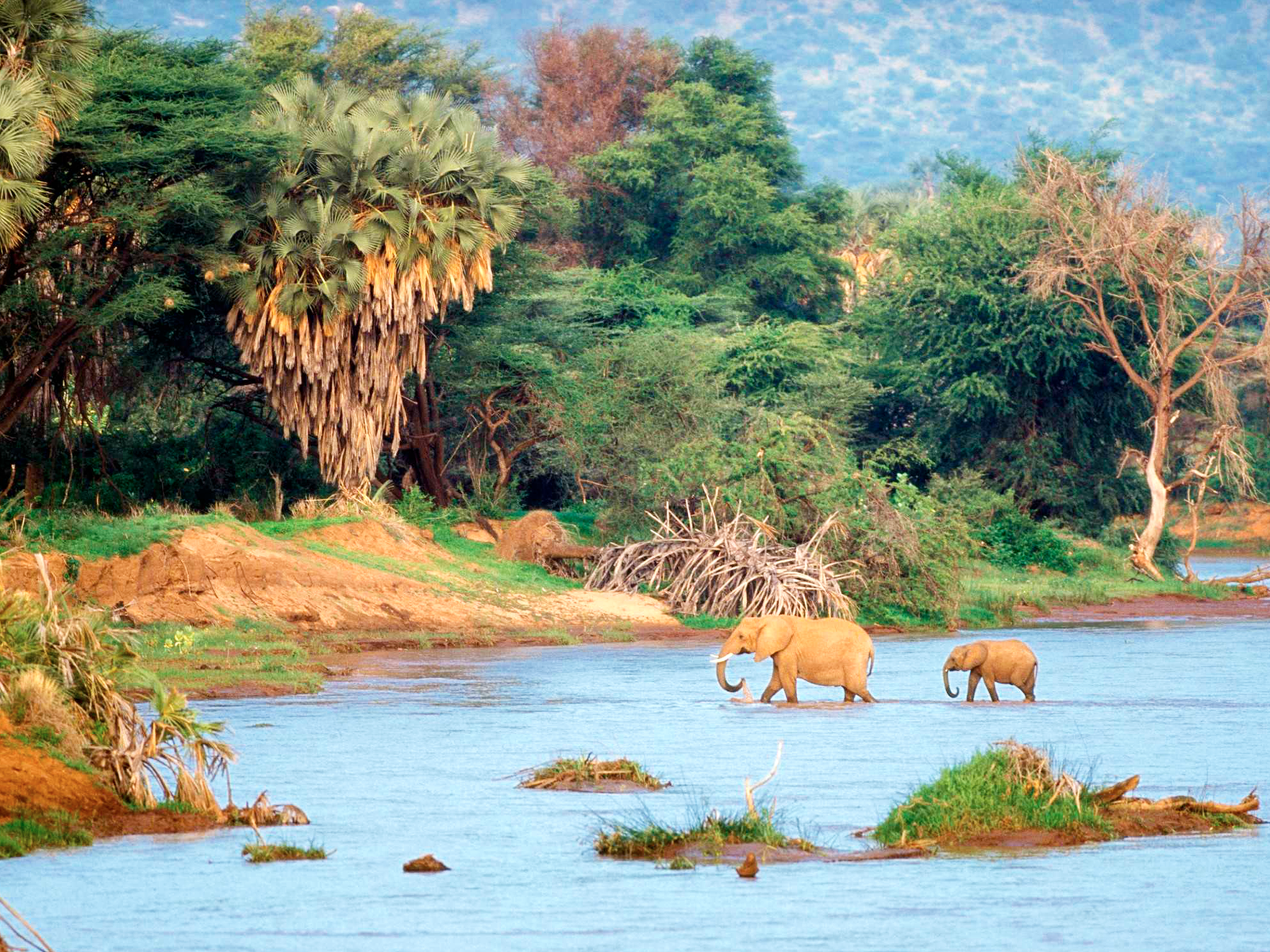 Observation d'éléphants traversant une rivière lors d'un safari en Tanzanie © J.M. COULANDEAU