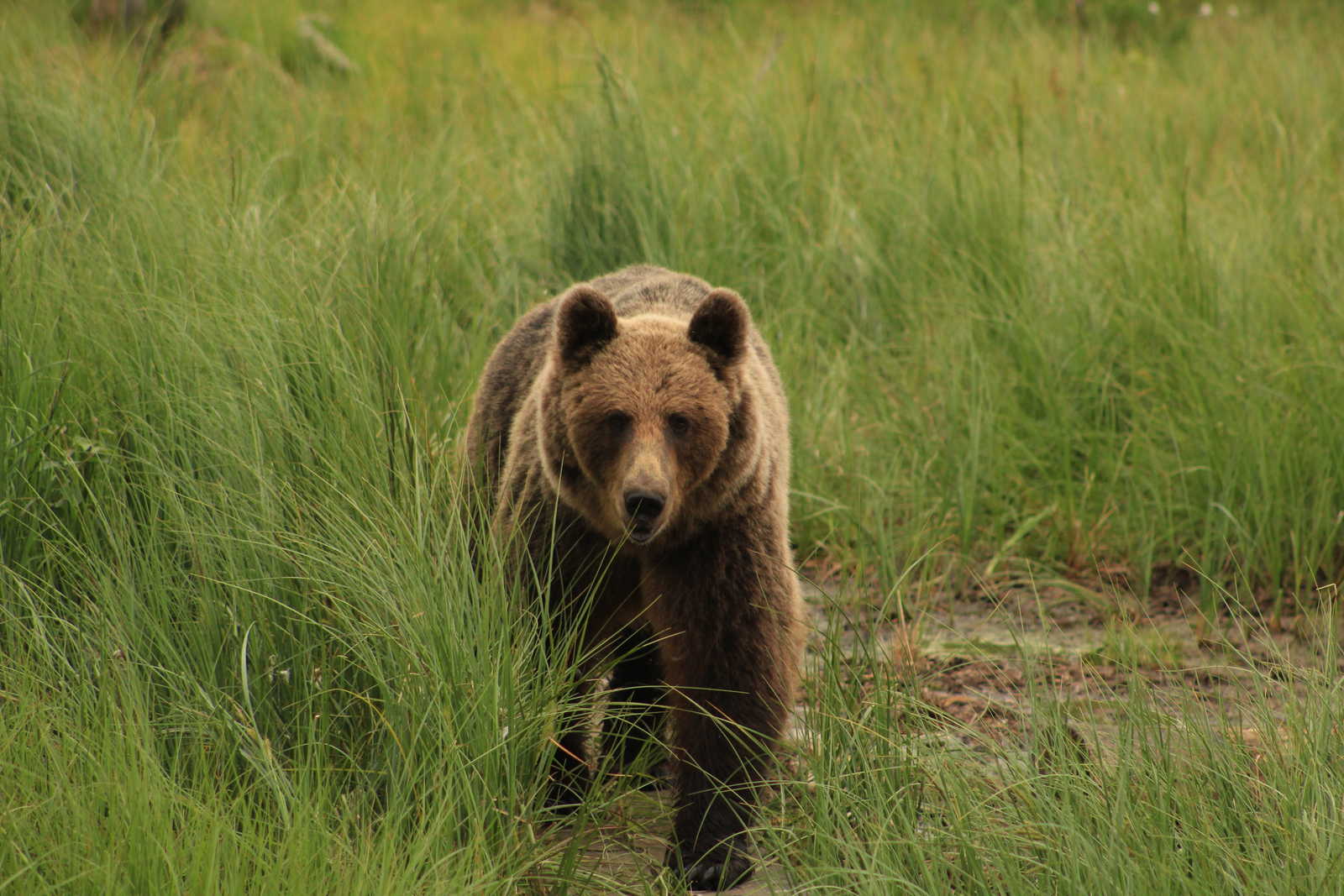 Observation des ours en Finlande © Liegard Emilie