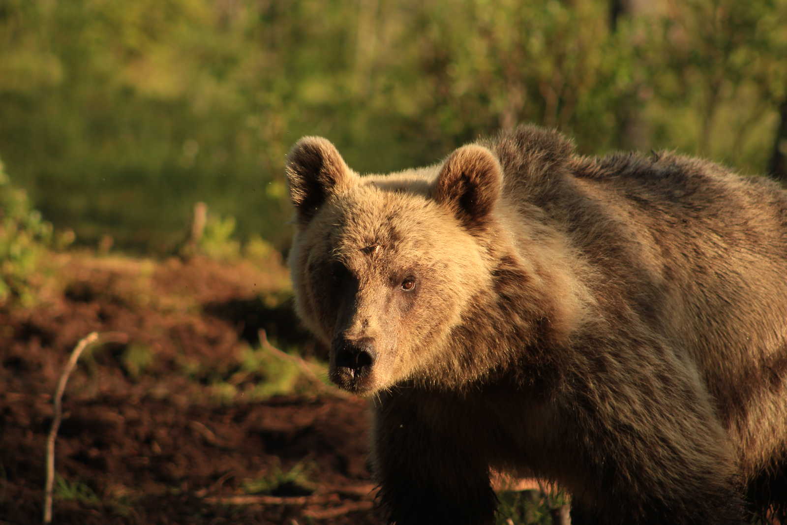 Observation des ours en Finlande © Liegard Emilie