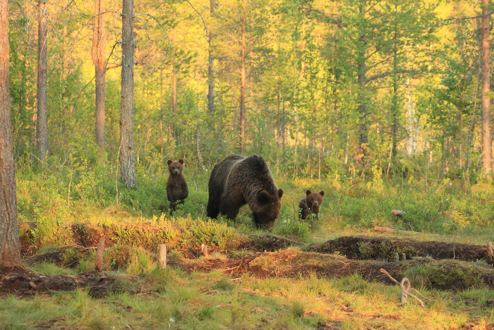 Observation des ours en Finlande © Liegard Emilie