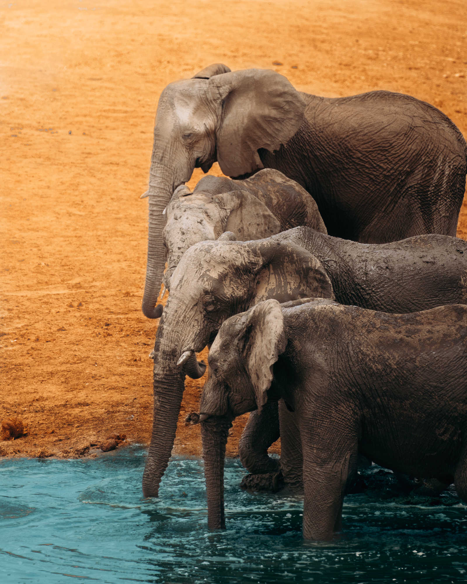 Observation d'un famille d'éléphants dans l'eau en Tanzanie © Cavazzana Leonardo