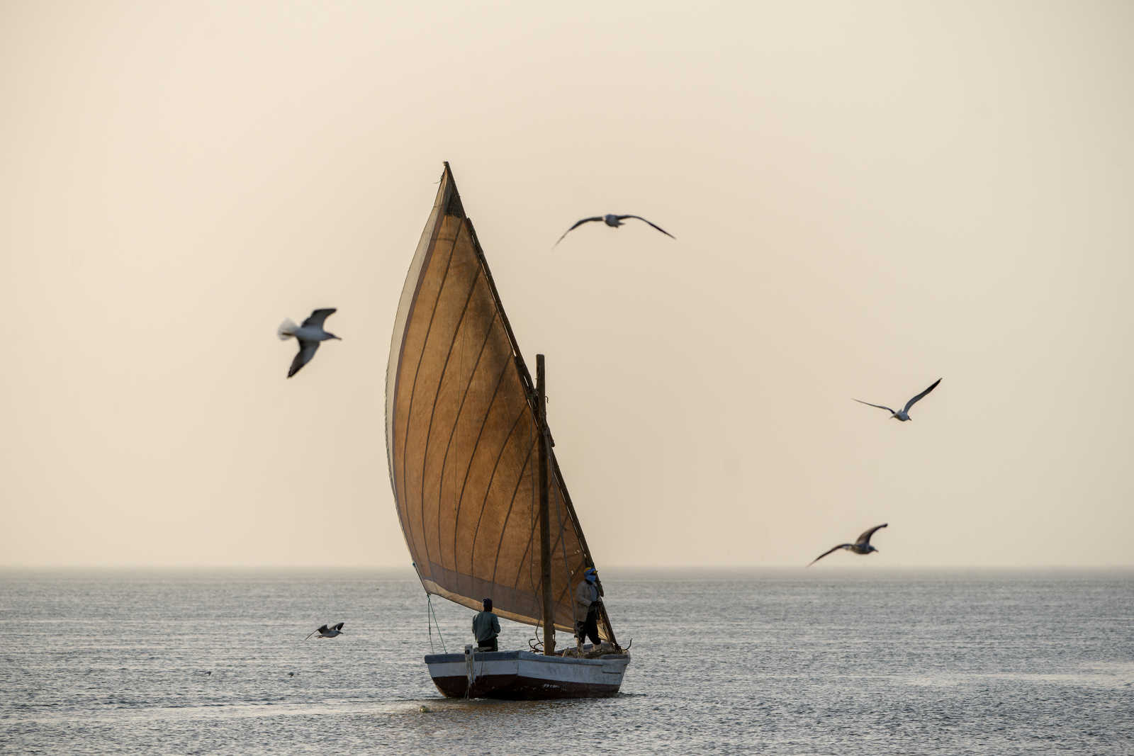 oiseaux autour d'un voilier en Mauritanie © Rohart Grégory