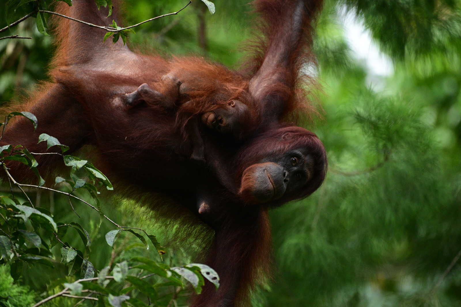 Oran Outang avec son bébé à Bornéo en Malaisie