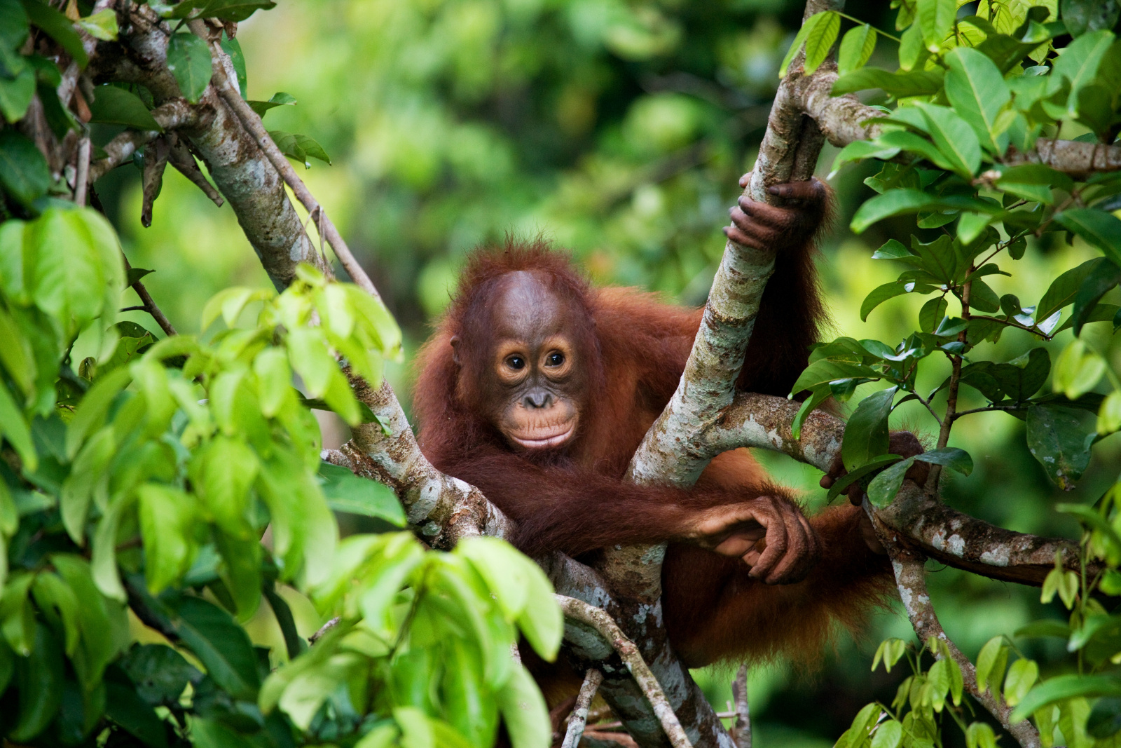 A la rencontre des orangs-outans de Bornéo