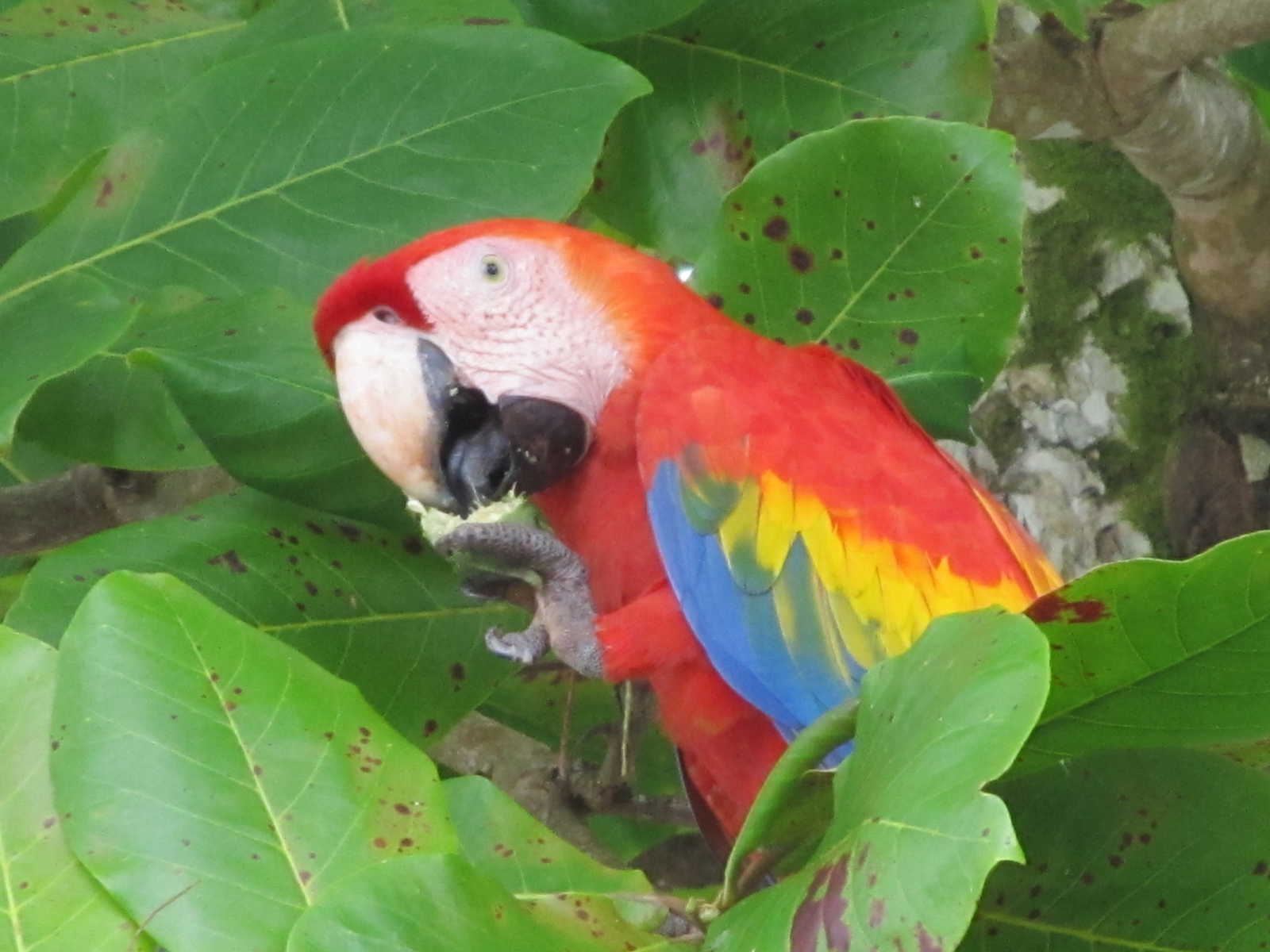 Ara Macao - Costa Rica © Petin Olivier