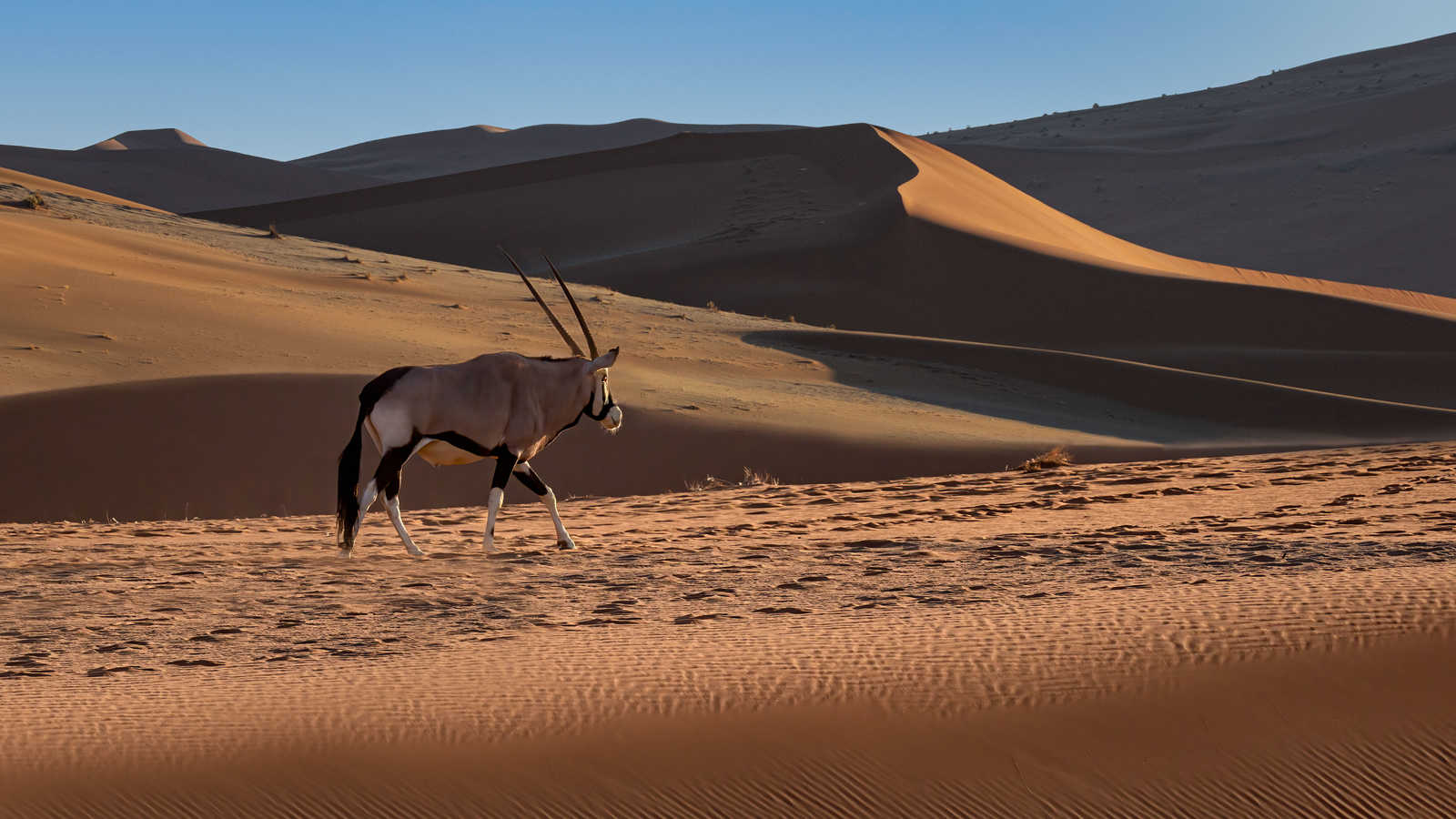 Oryx dans le Namib, Namibie © XDR