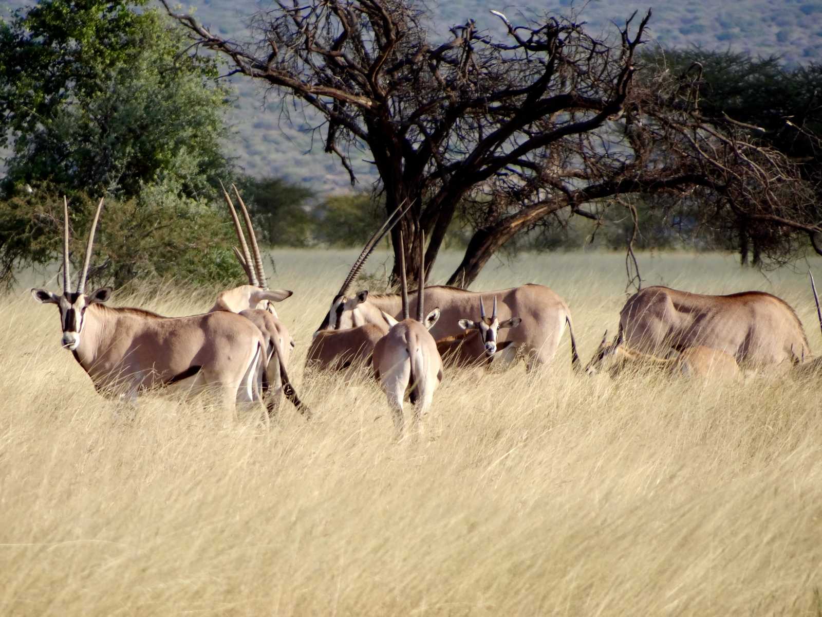 Oryx dans le parc d'Awash en Ethiopie © Reschke Angelika