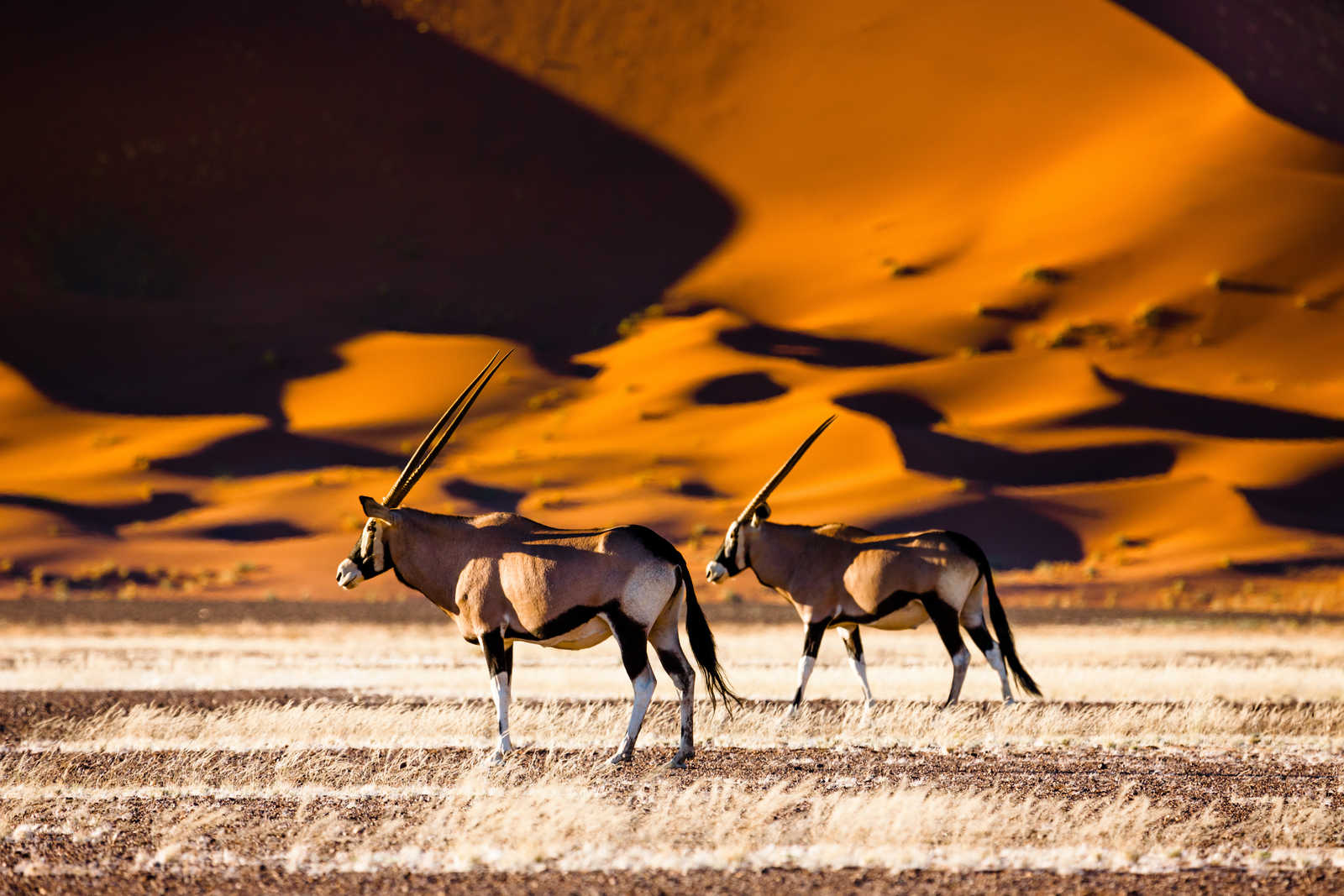 Oryx en Namibie © Radek