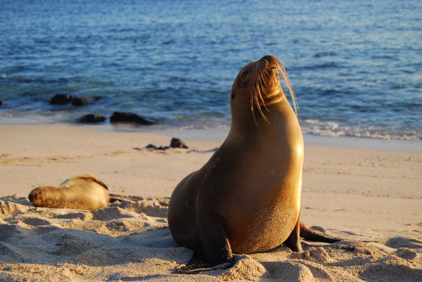 Otarie des Galapagos en Equateur © ---