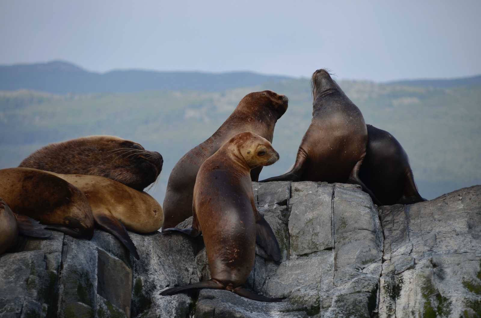 Otaries au repos sur un rocher dans le canal de Beagle, dans la baie d'Ushuaia © Kerschbaumer Elisa
