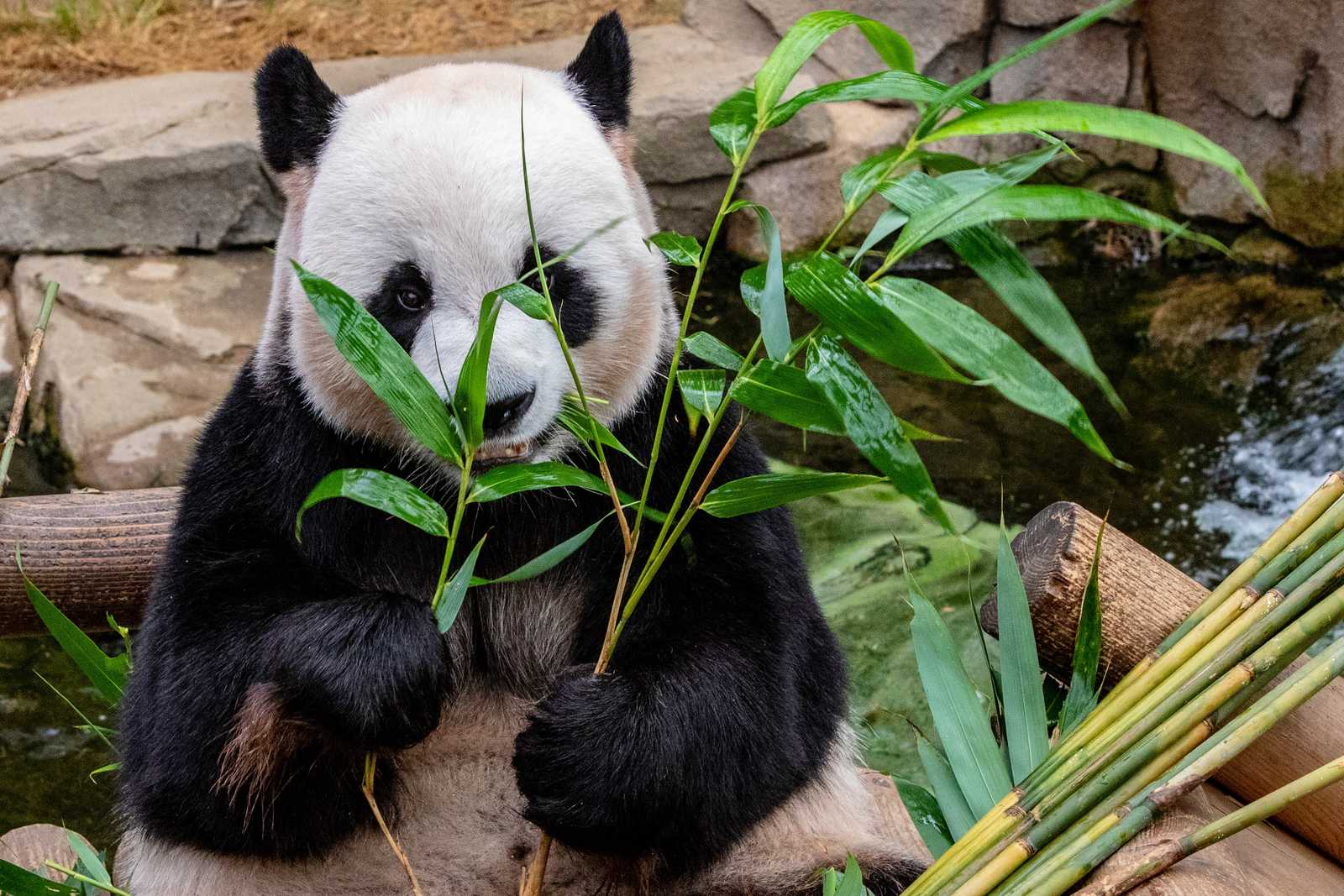 Panda au Tibet © Payne Michael