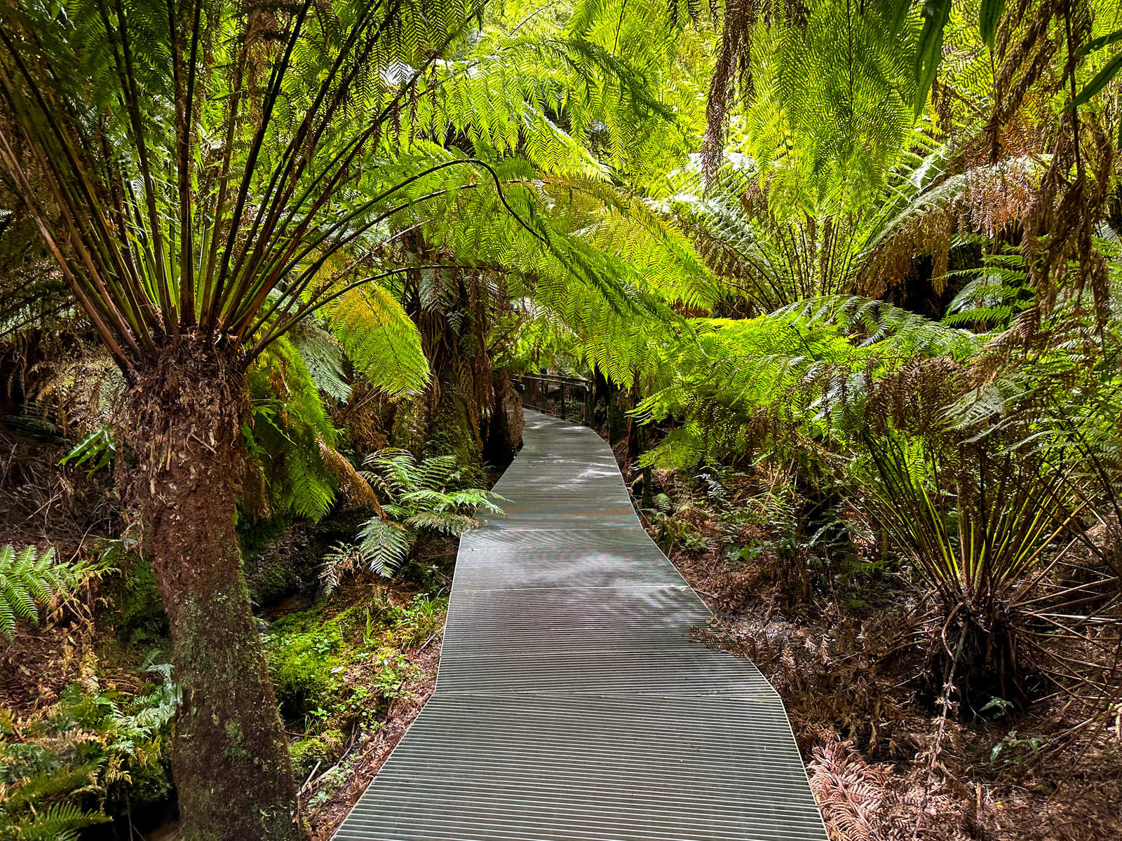 Parc national du Cap Otway © Chad