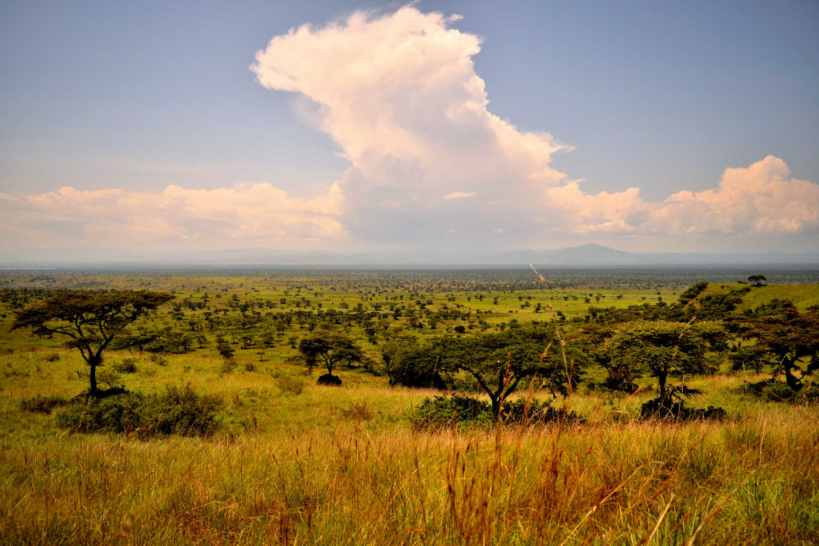 Parc national Queen Elizabeth en Ouganda © Silentstock639