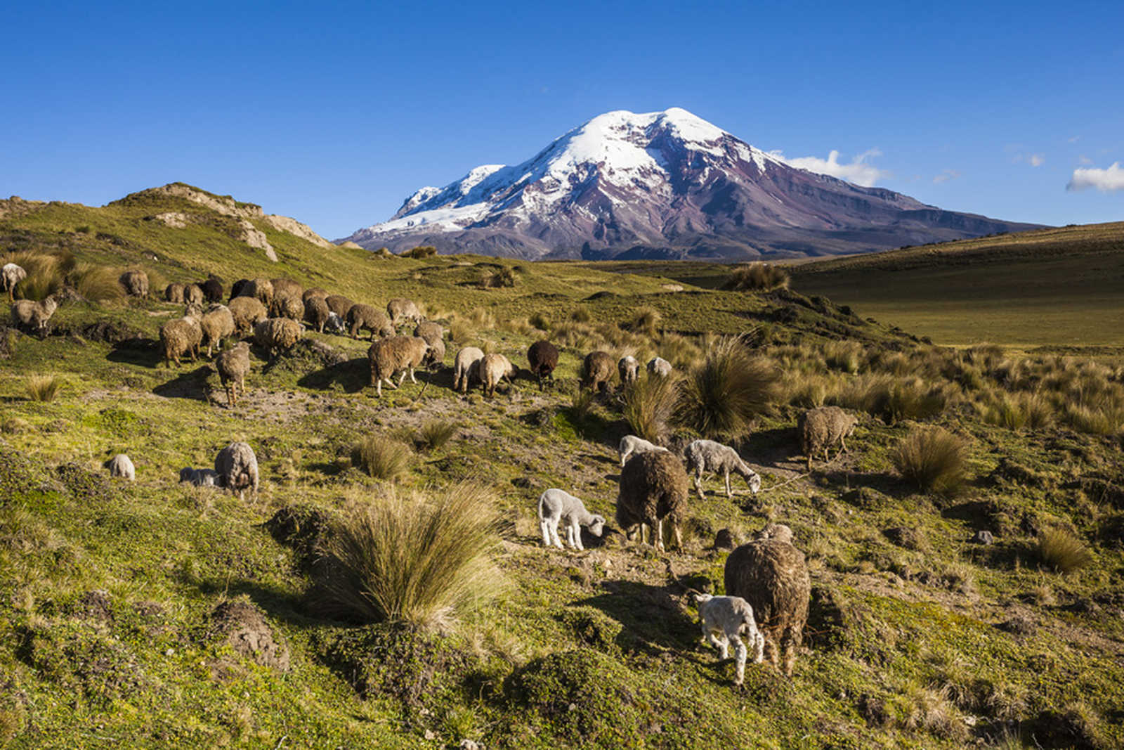 Pâturages dans la région du Chimborazo en Equateur © ---