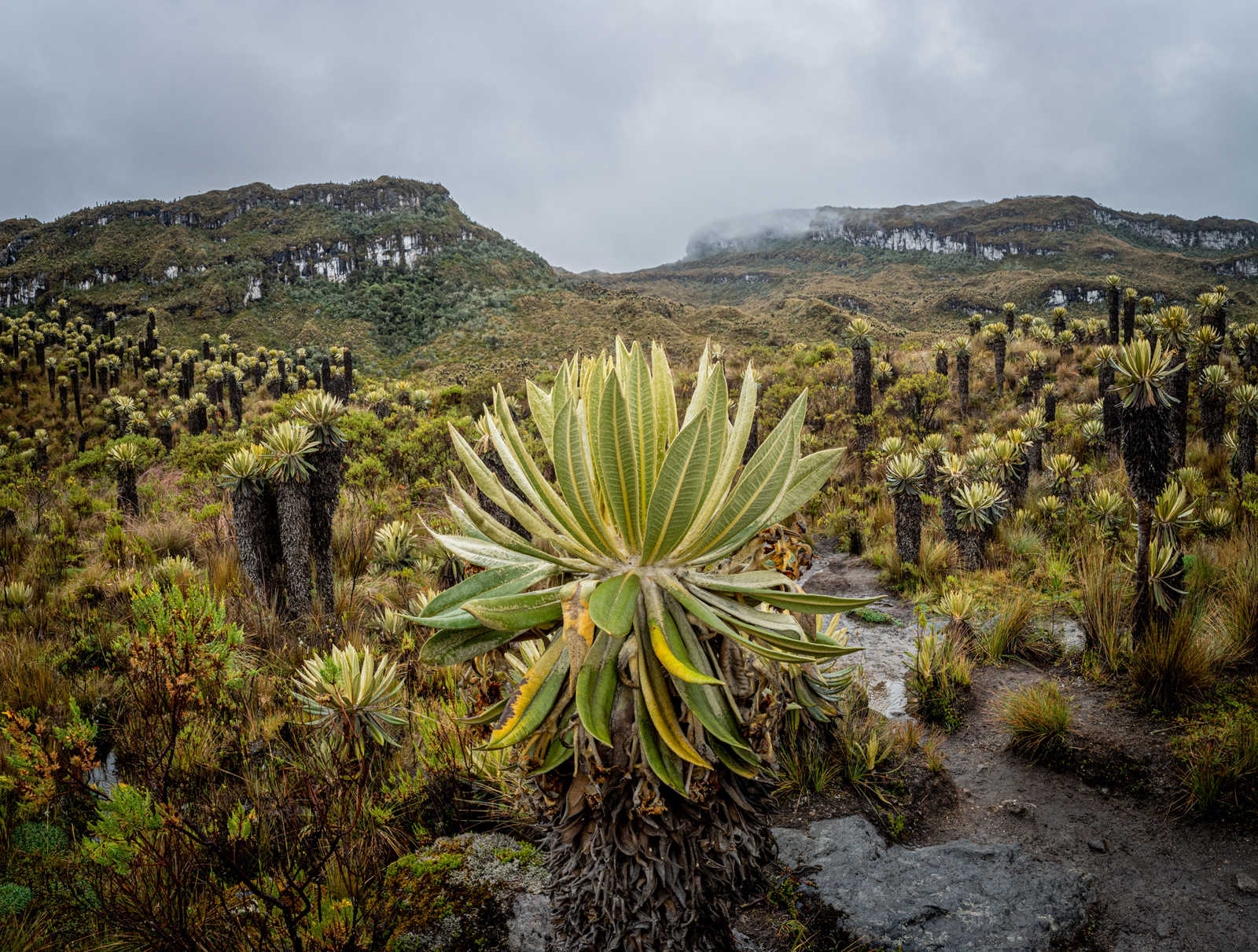 Paysage de Frailejon dans la lande colombienne, sources thermales à Murillo, Tolima, Colombie © Arturo