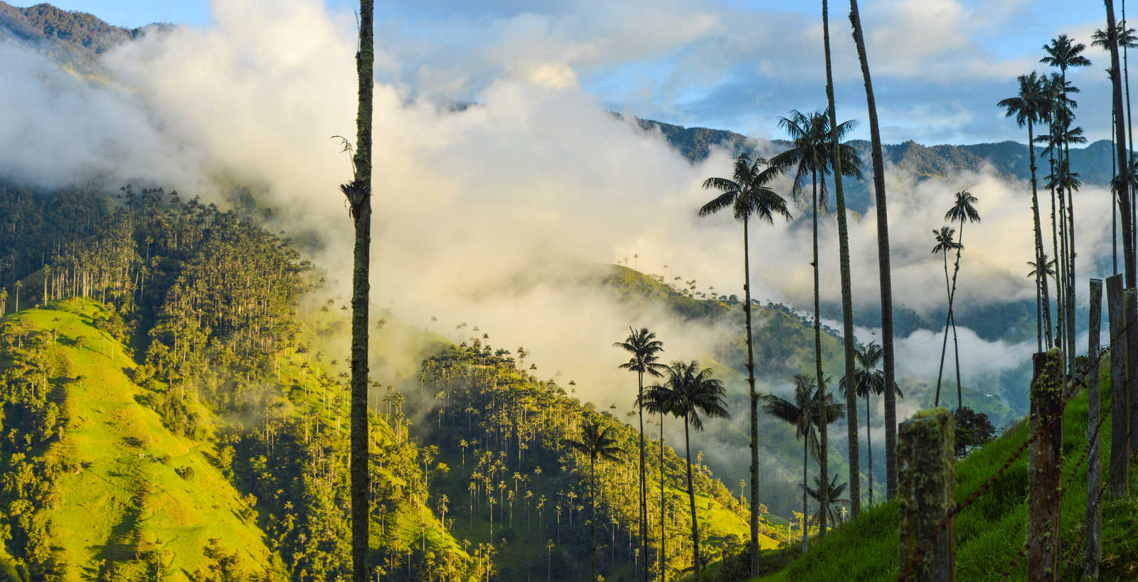 Paysage de palmeraie de Cera de Salamina en Colombie © Jaroga
