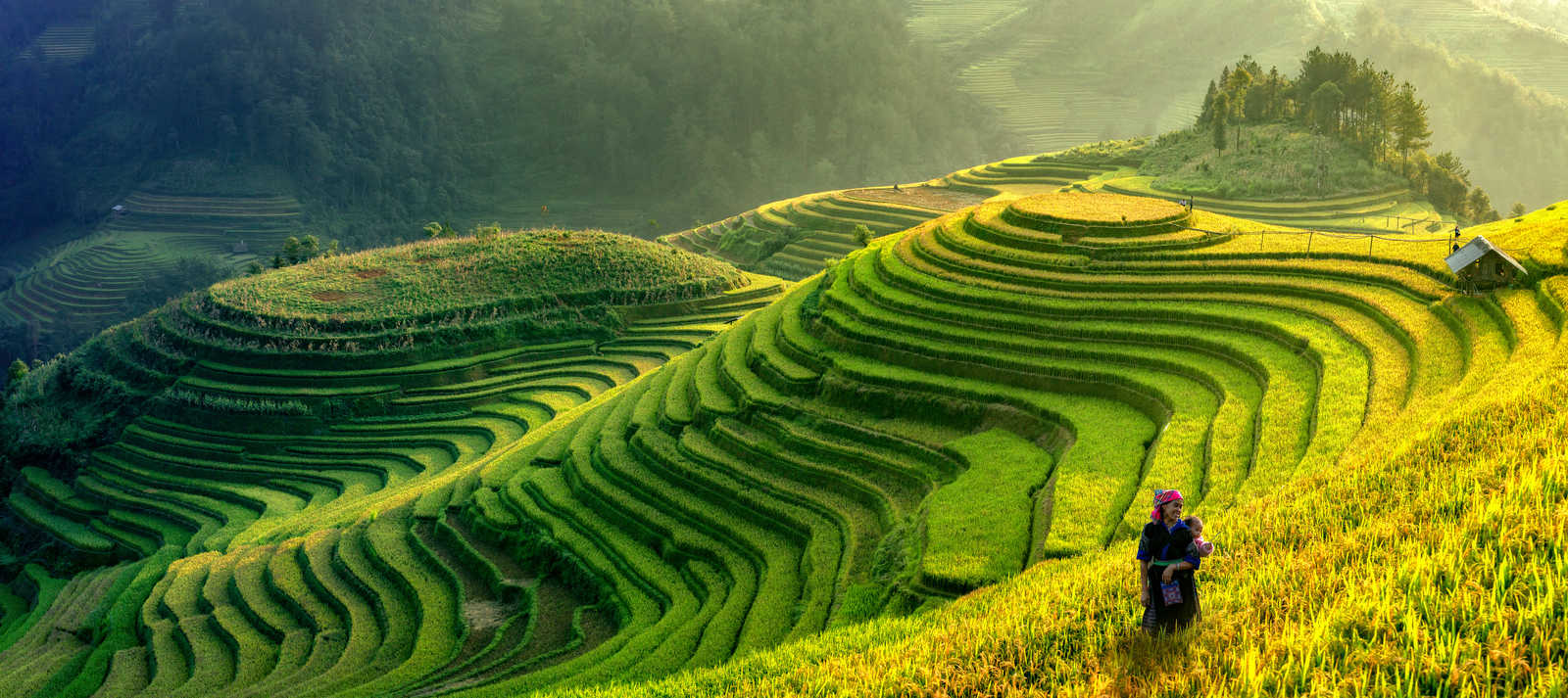 Paysage de rizières en terrasses au Vietnam © Stveak