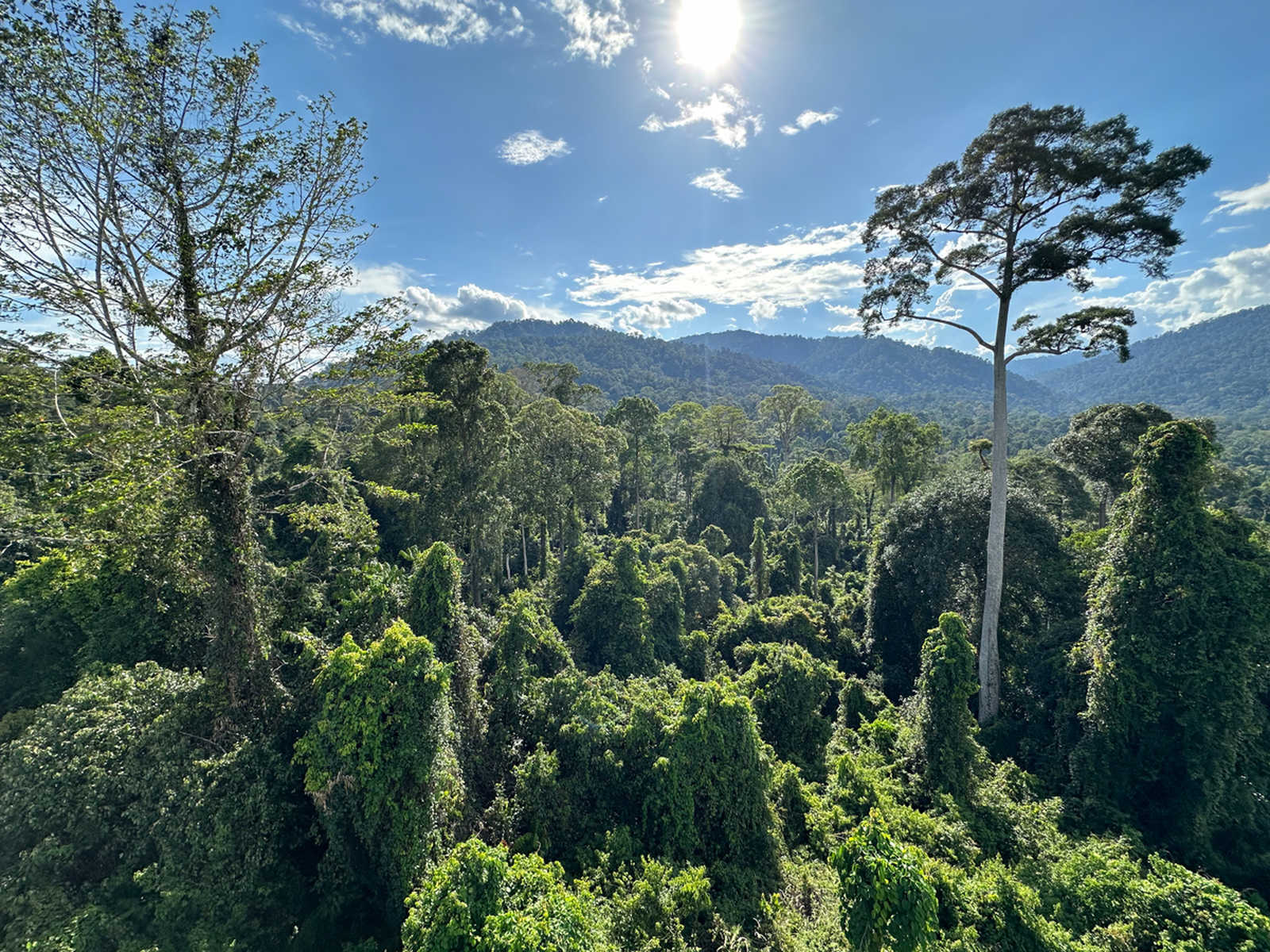 Paysage pendant un trek en Malaisie © Barbier Audrey