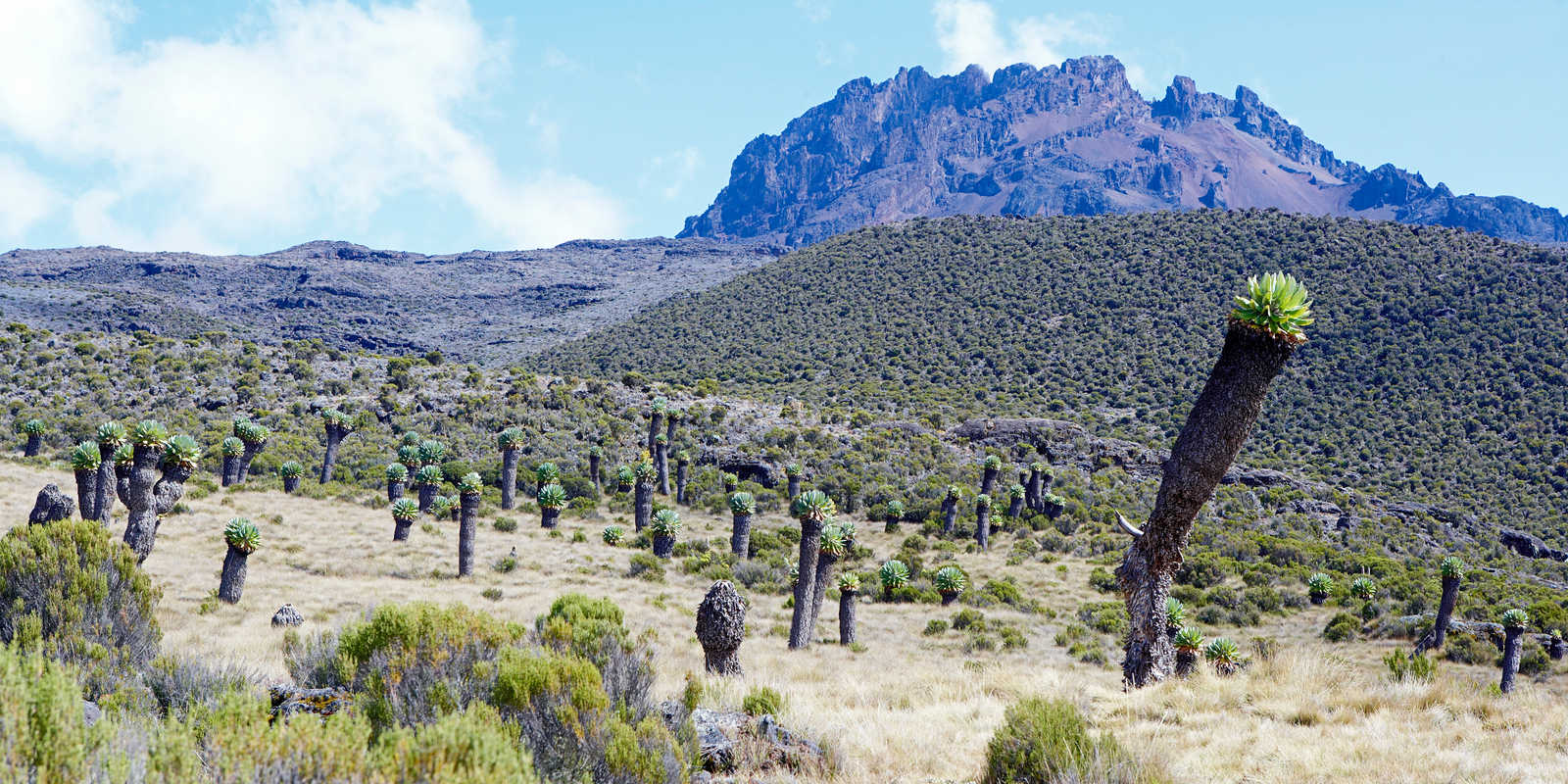 Paysage typique de l'ascension du Kilimanjaro avec une vue sur le sommet Mawenzi qui se trouve à l'est du Kibo, en Tanzanie © Jochen Seelhammer