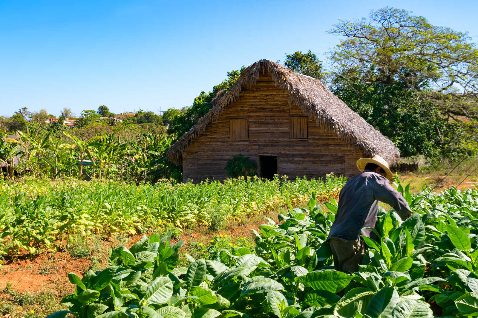 paysan dans son champ de tabac à Vinales © Naether Julia