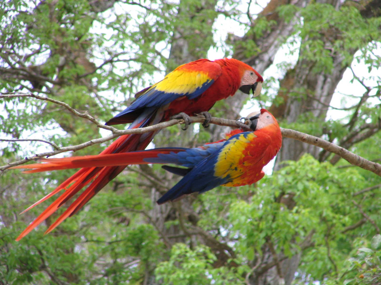 perroquets à Honduras © Petin Olivier