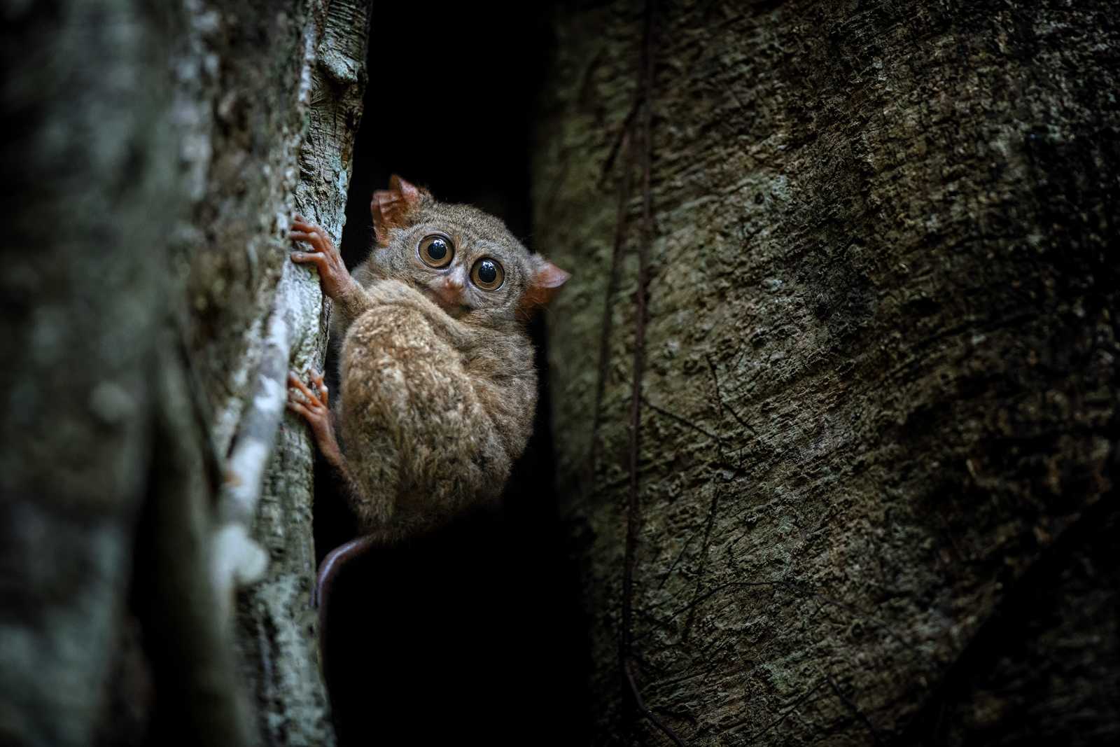 Petit animal typique dans le parc Tangkoko © Ji