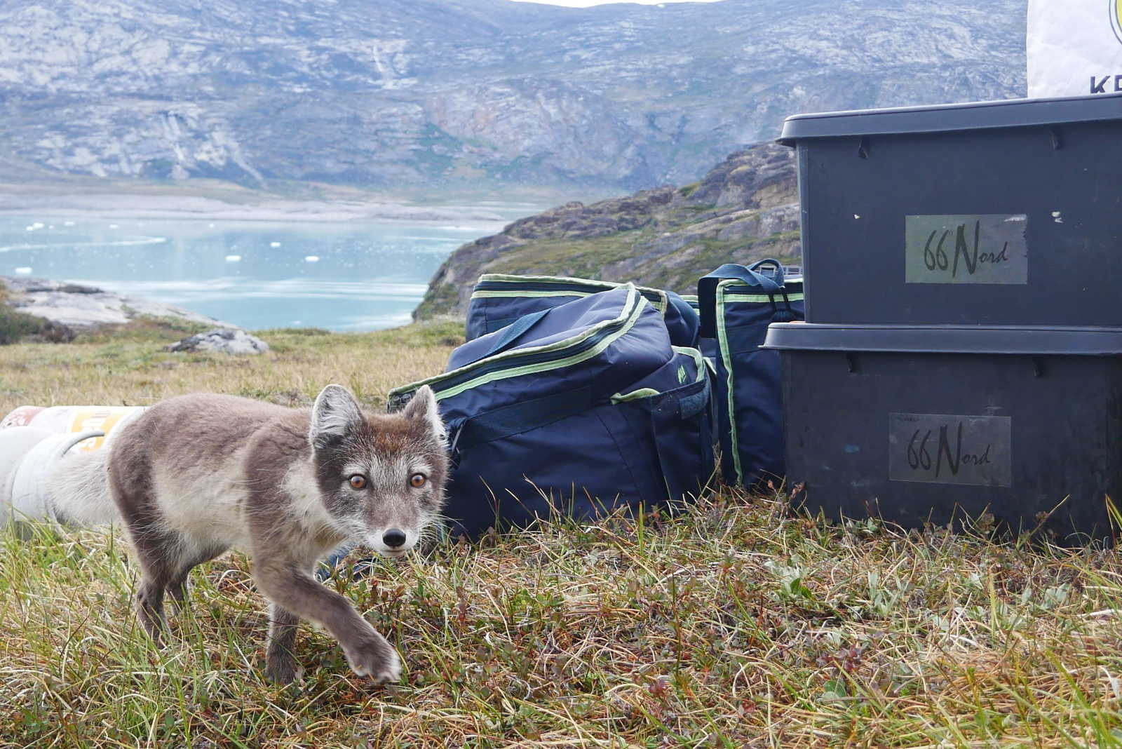 Petit renard curieux au Groenland © Legain Clément