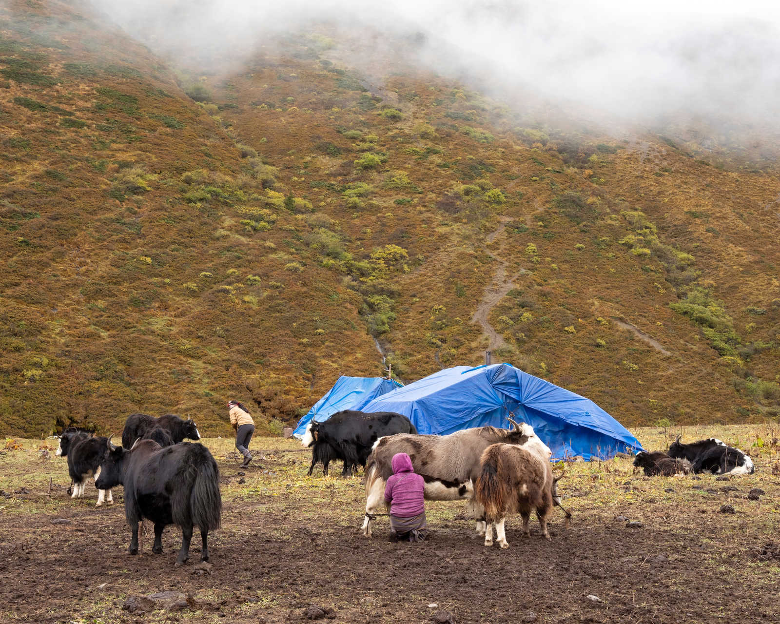 peuple nomade avec leur yaks dans les montagnes du Bhoutan © Janos