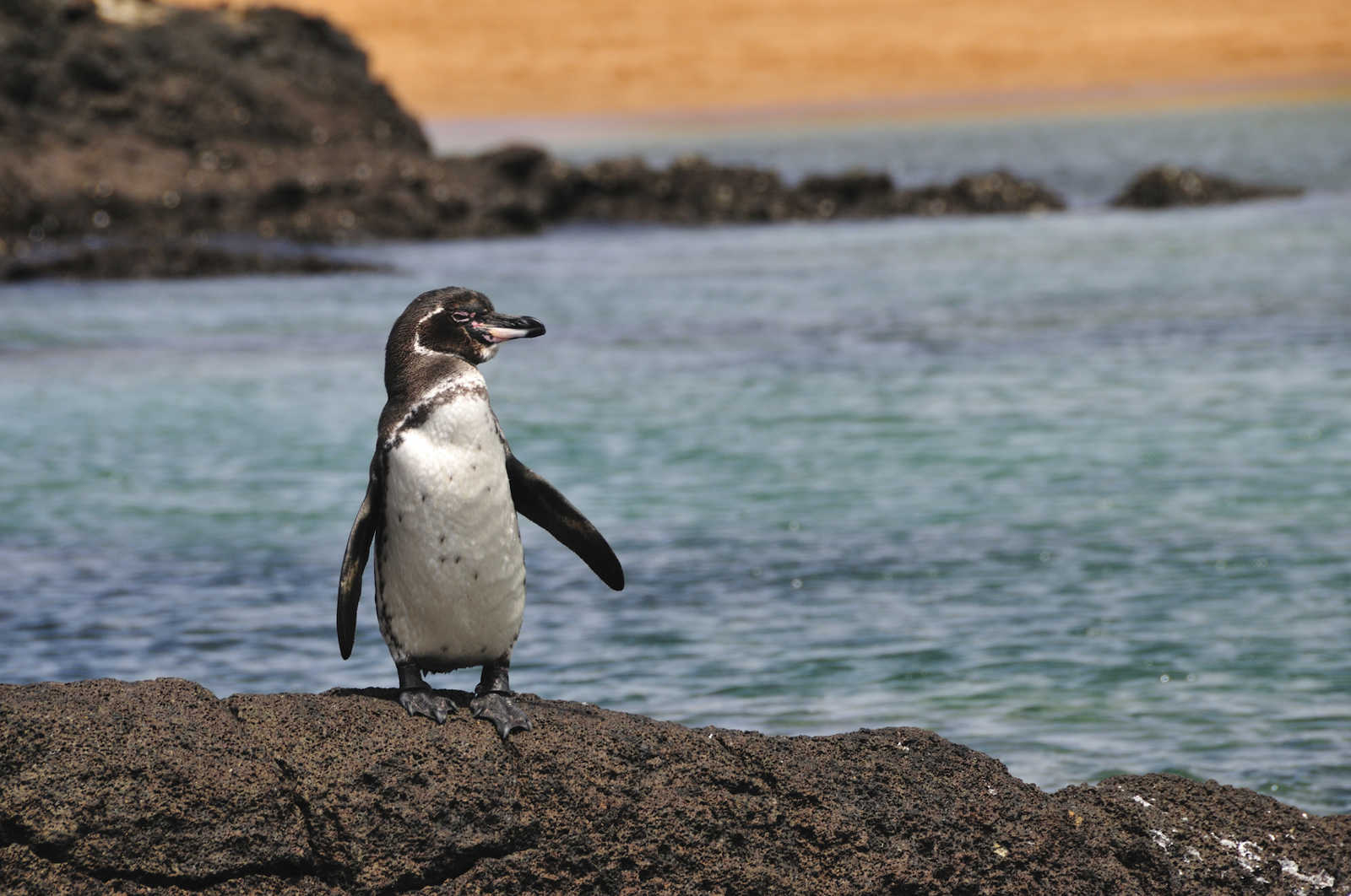 Pingouin des Galapagos en Equateur © iStock