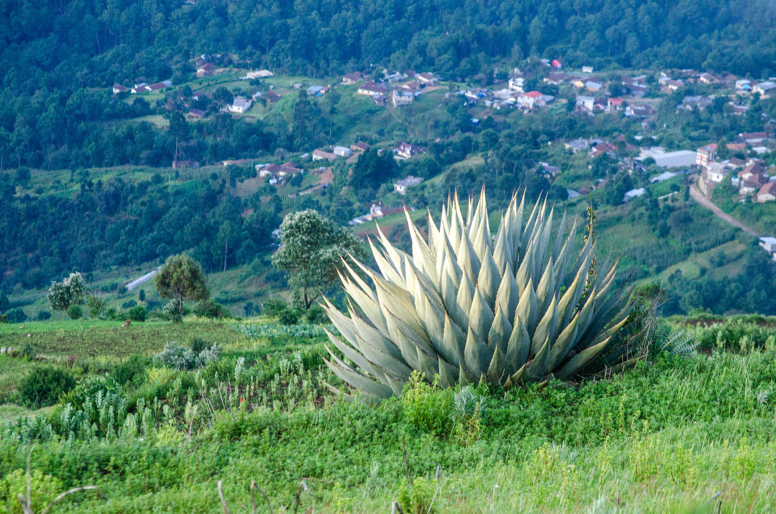 Planta puntiaguda en la sierra de los Cuchumatanes en Guatemala © Fernando Ipiña