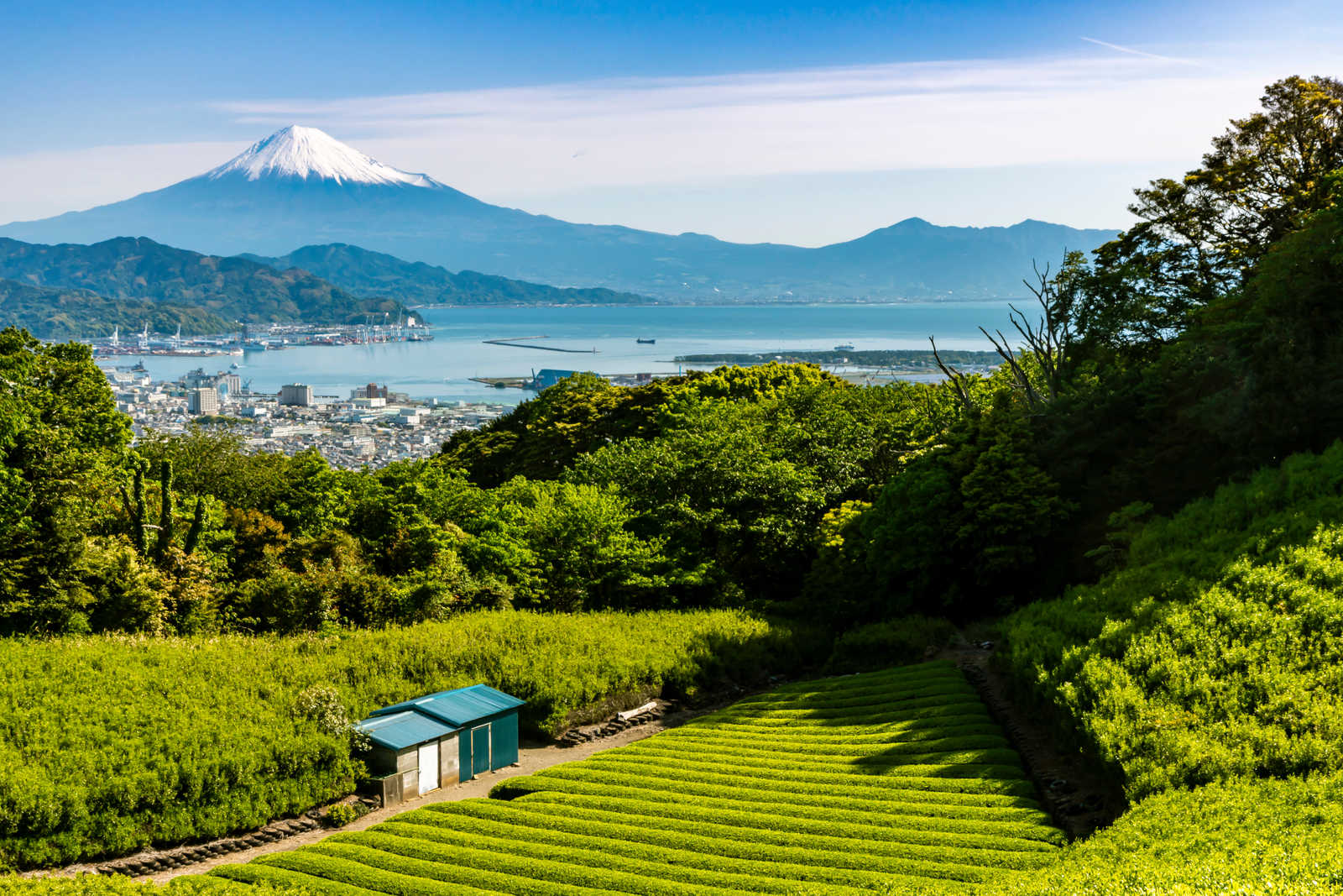 Plantations de thé vert japonais de Nihondaira dans la forêt © Jpimage