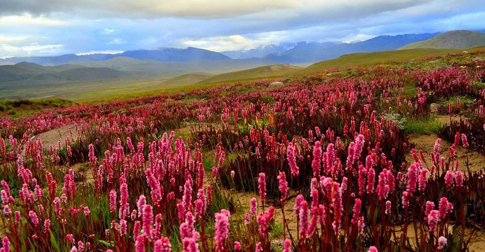 Plateau de Deosai © K. ULLAH
