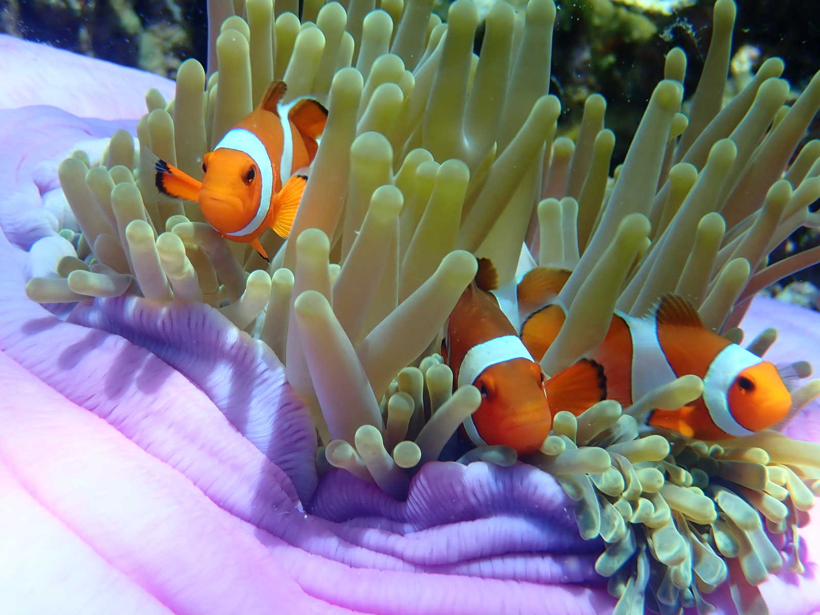 Poisson clown dans une anémone © Pigeon Candice