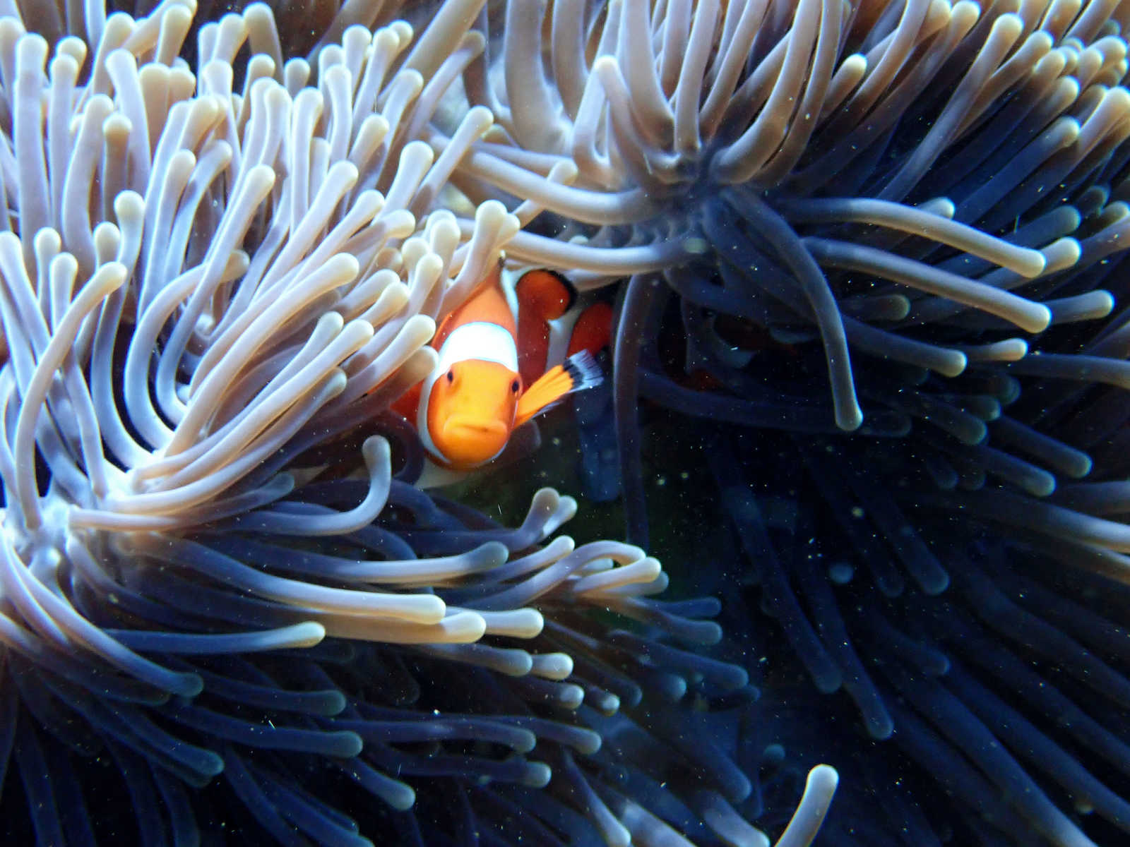 Poisson de clown © Altaï Indonesia