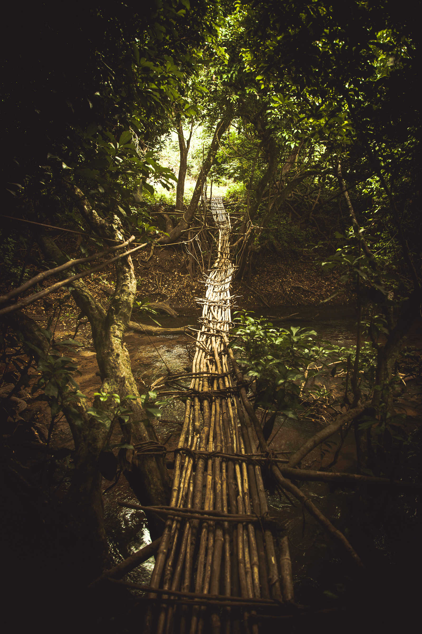 Pont de liane en Guinée © Pierre Borghi