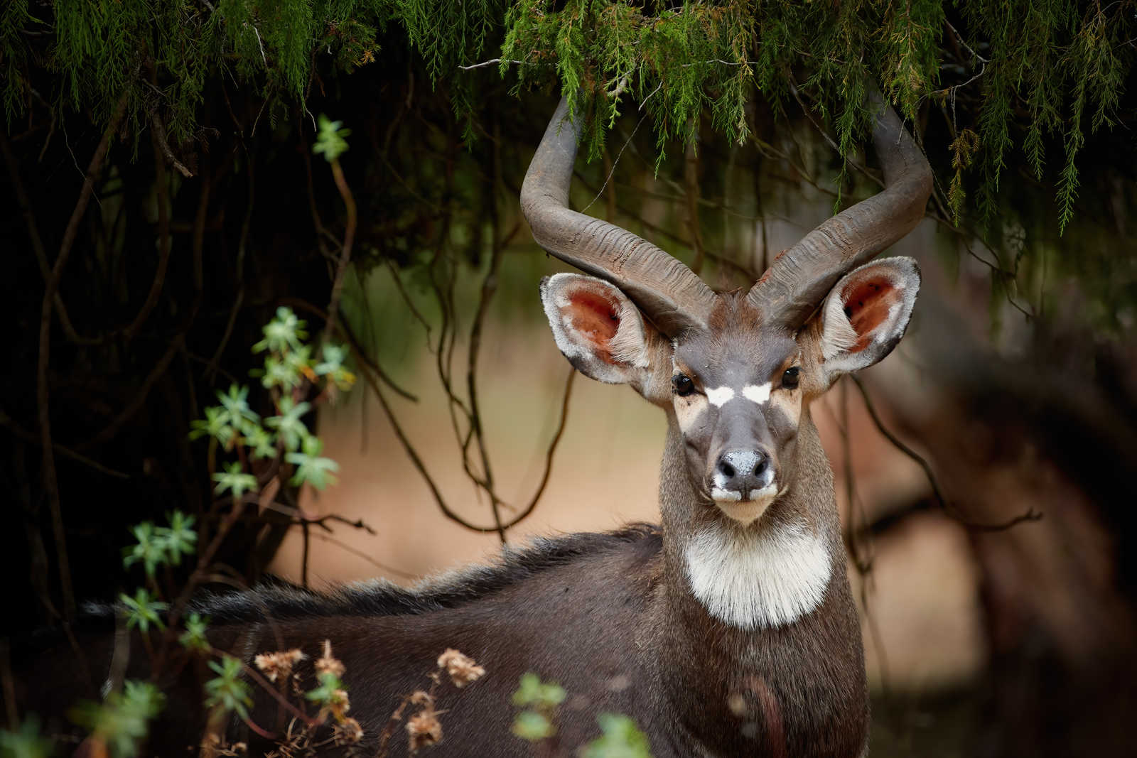 Portrait d'une antilope dans les montagnes de Balé © Mecnarowski Martin