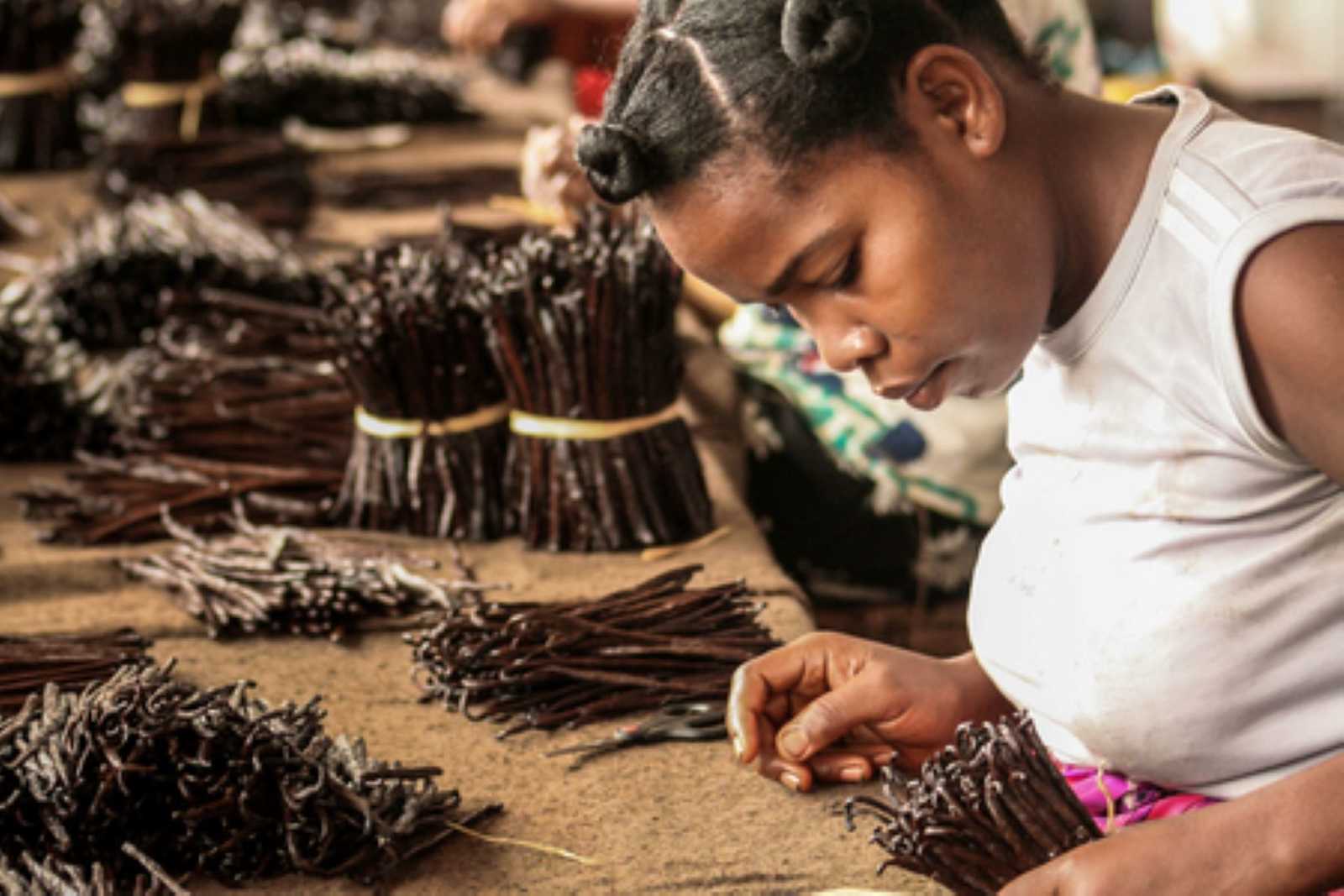 Préparatrice de vanille à Madagascar dans la région de Sambava © Dittoo Nadia