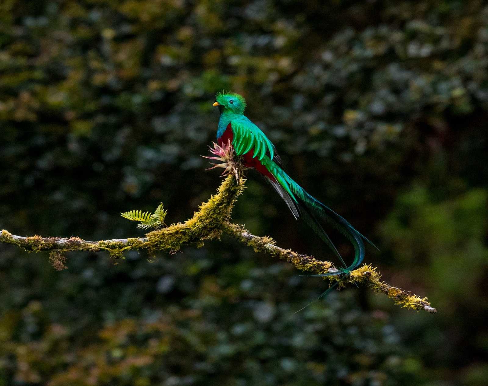 Quetzal resplendissant - Costa Rica © XDR