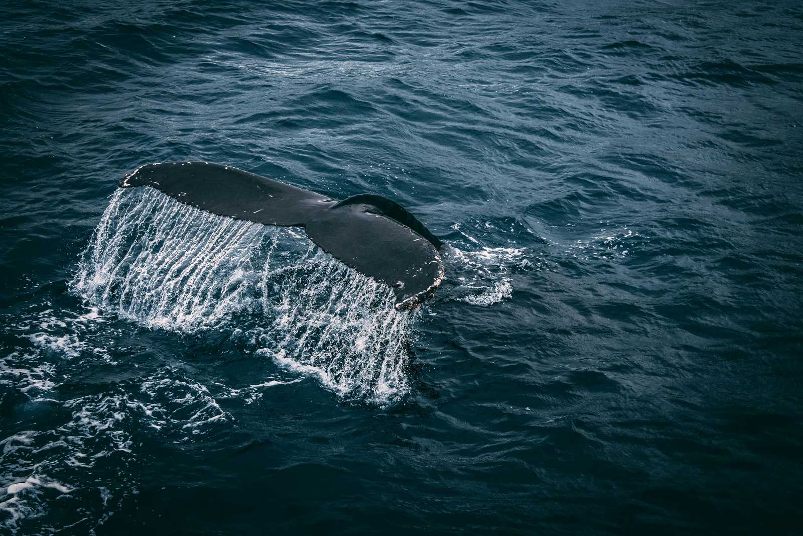 Queue d'une baleine à la surface de l'eau © Kirchner Rudy