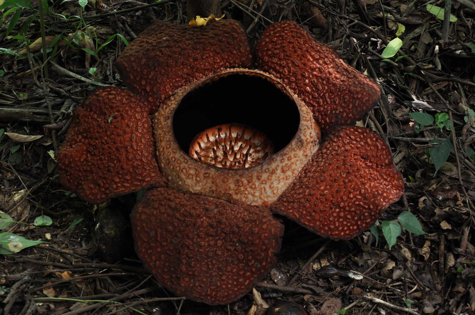 Rafflésia, Malaisie © Longeau Lionel