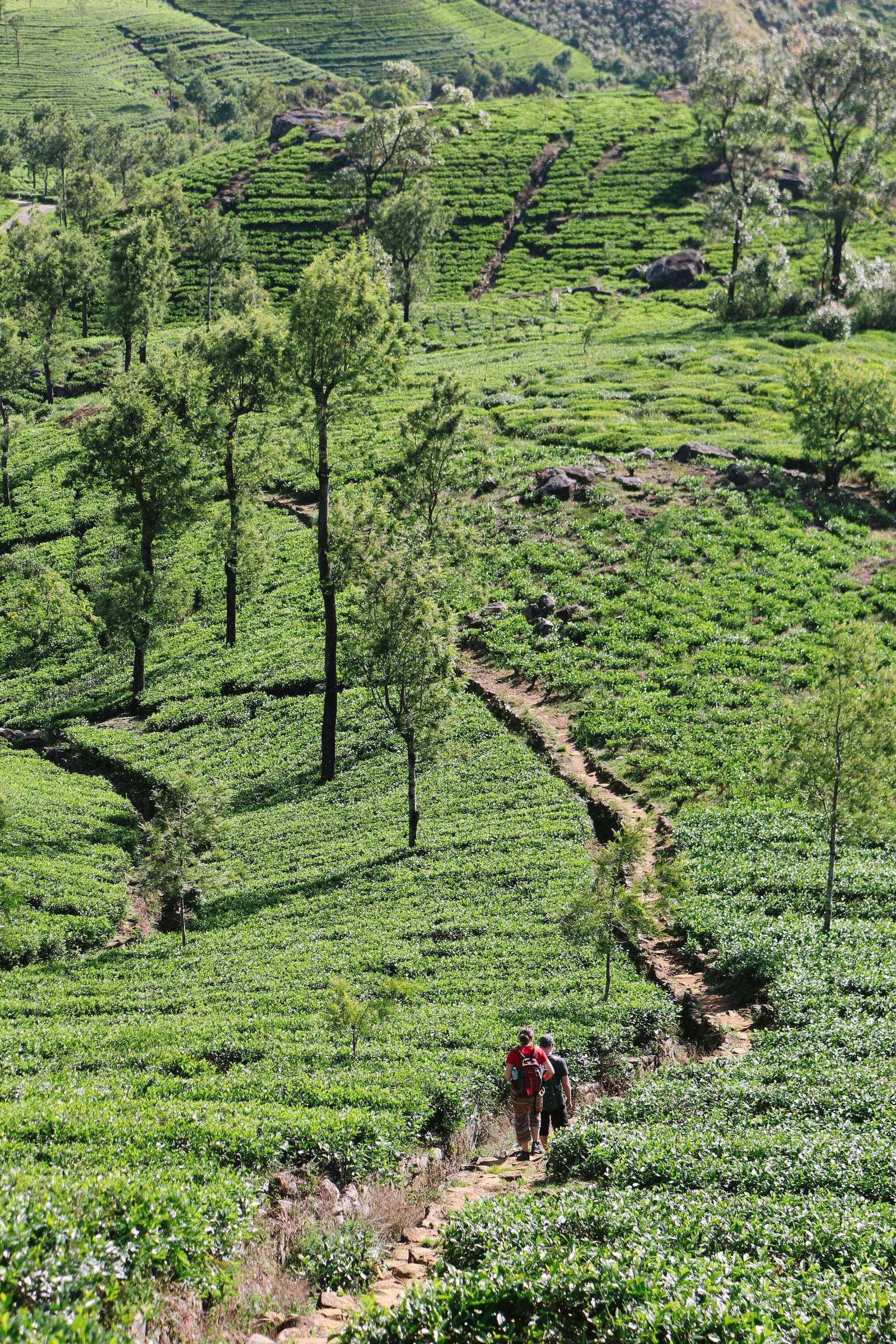 Randonnée dans les plantations du thé au Sri Lanka © Unsplash