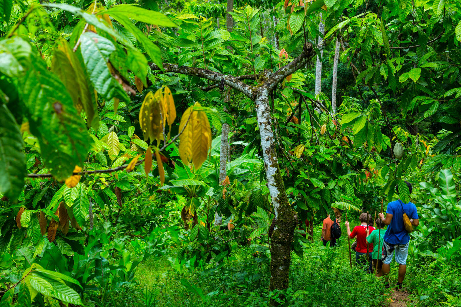 randonnée en foret © Carlos Munoz Juan