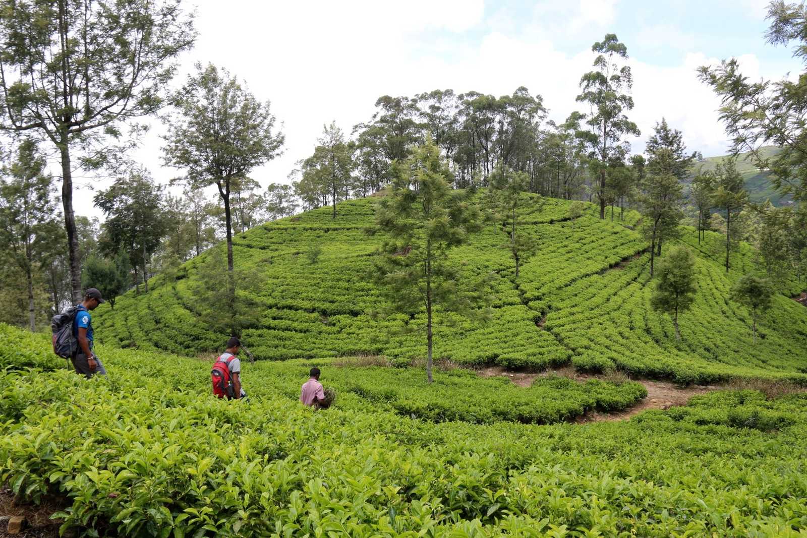 Randonneurs dans les plantations de thé au Sri Lanka © Shakya Rajeev