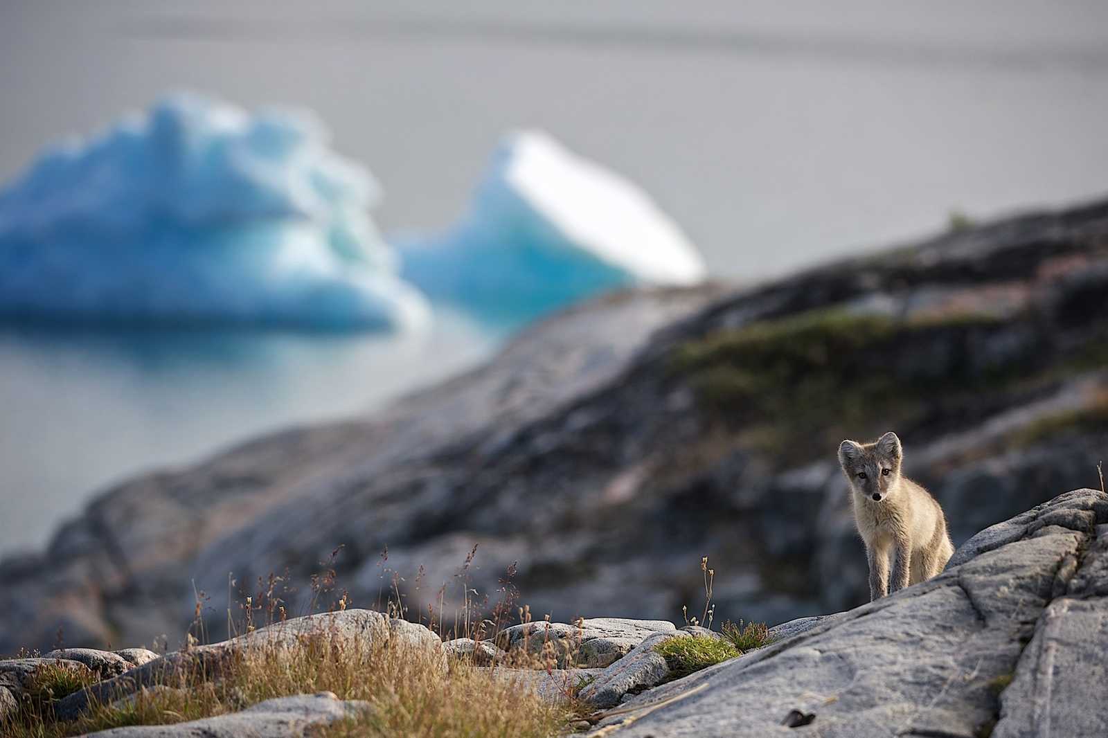 Renard arctique © Visit Greenland Mads Pihl