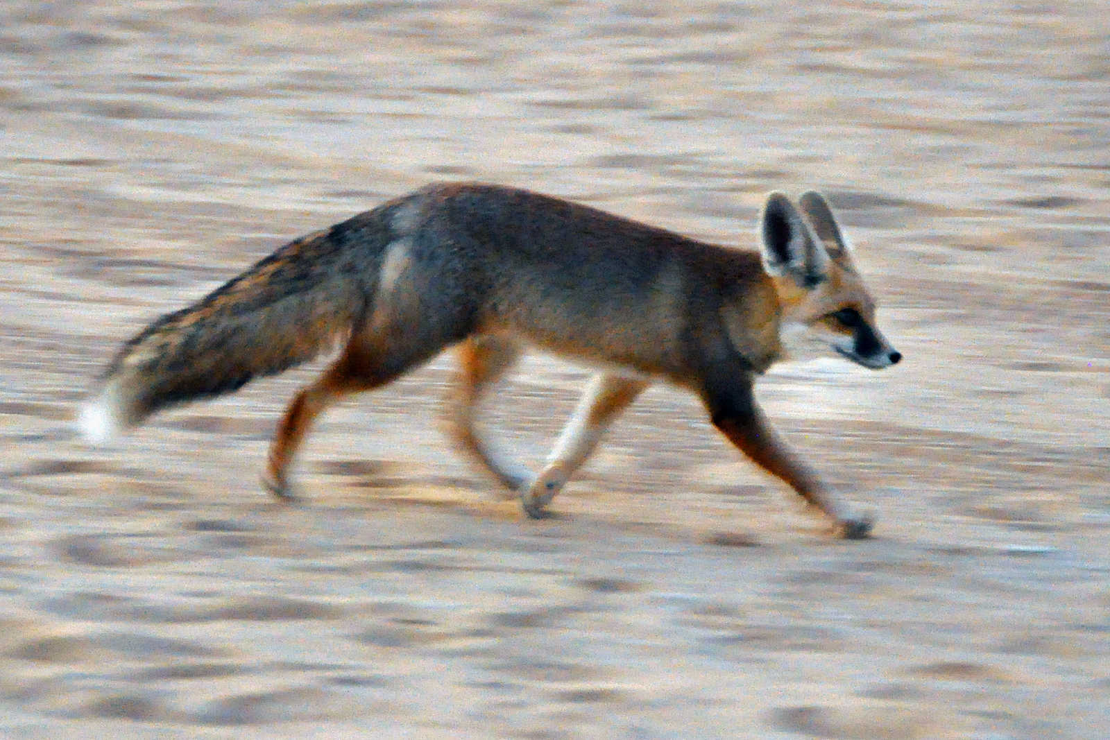 Renard des sables dans le Désert blanc © Coston Jean-Pierre
