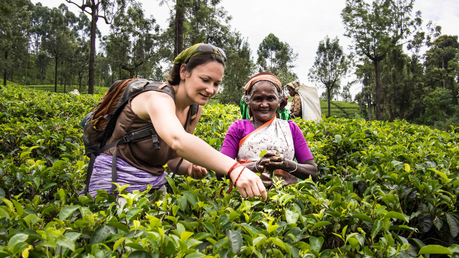 Rencontre dans les plantations de thé au Sri Lanka © Jadot Audrey
