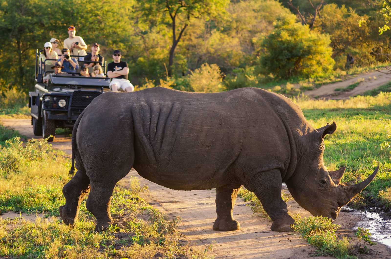 Rencontre avec un rhinocéros en safari en Afrique du Sud © ---