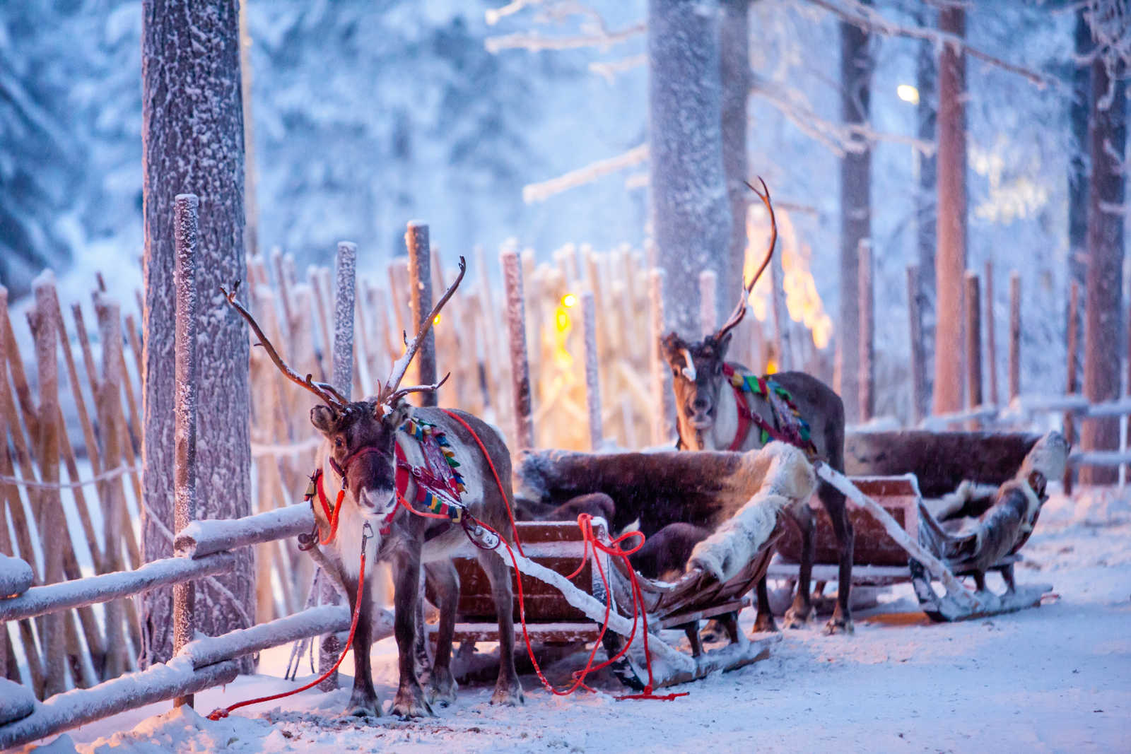 Rennes du village du père noël, Rovaniemi, Laponie, Finlande © Adobe Stock