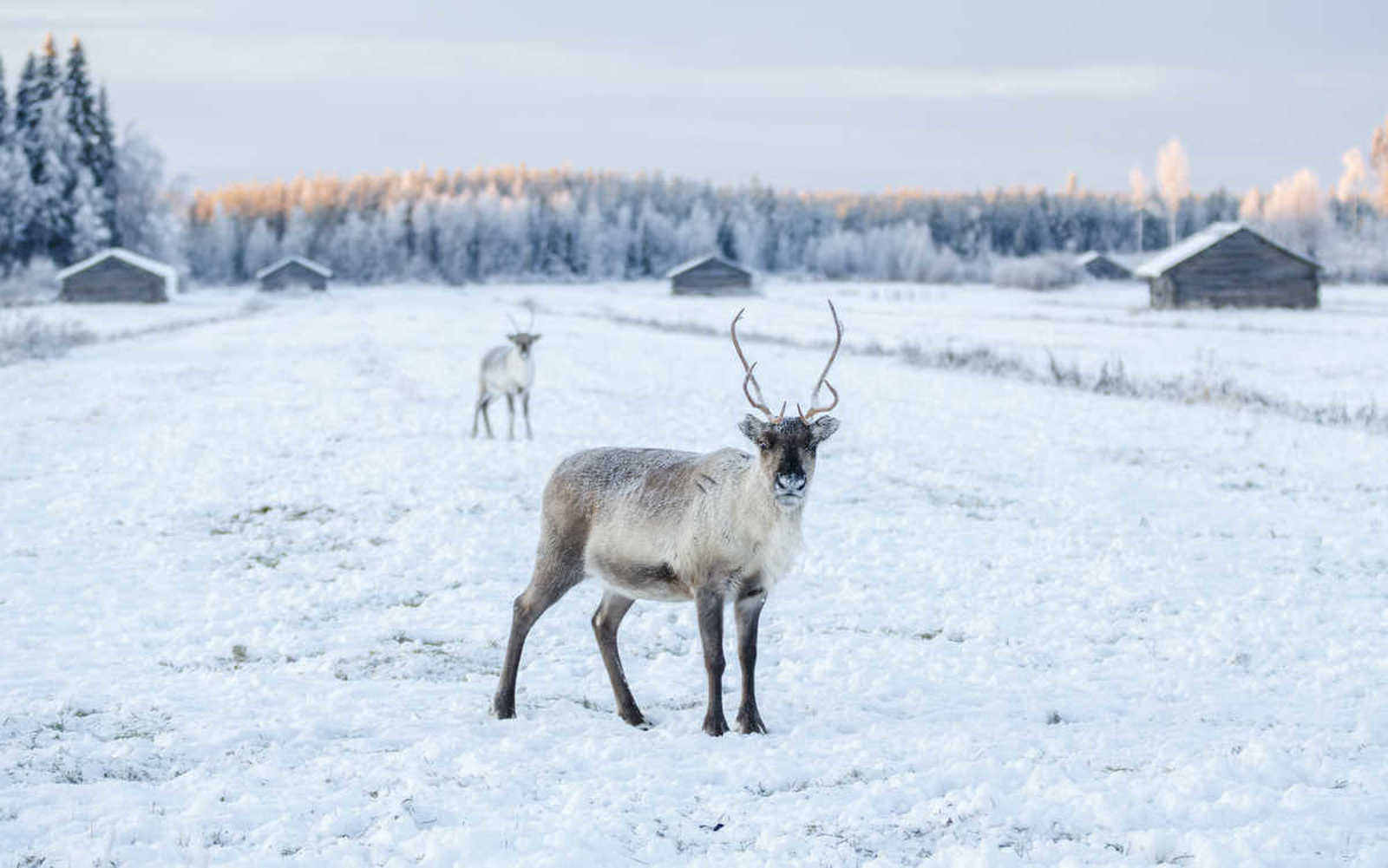 rennes_en_finlande_hiver_paysage_neige © Visit Finland